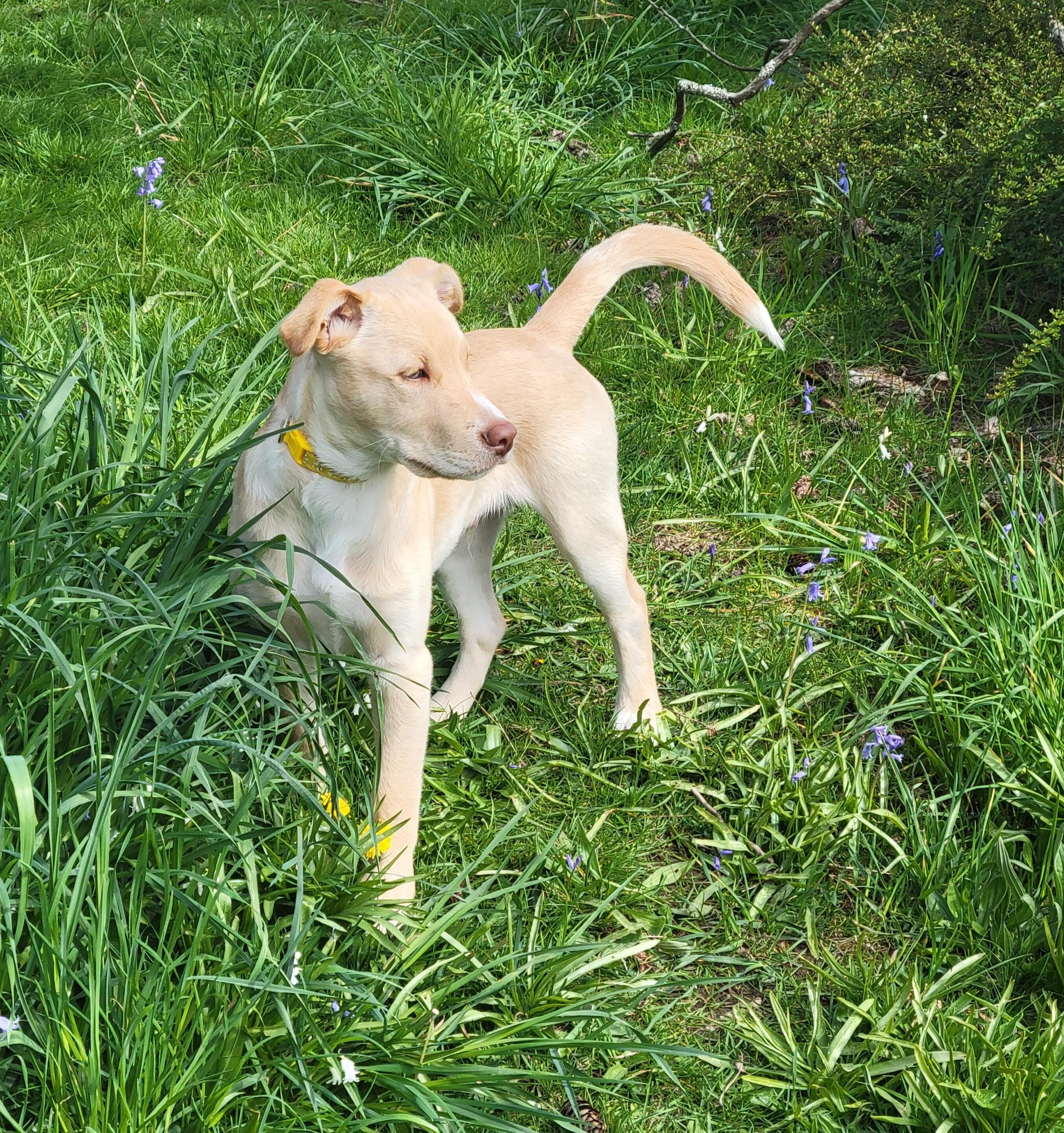 Enlarge Charlie, a Adoptable mixed breed in Port Angeles, WA image 5/6