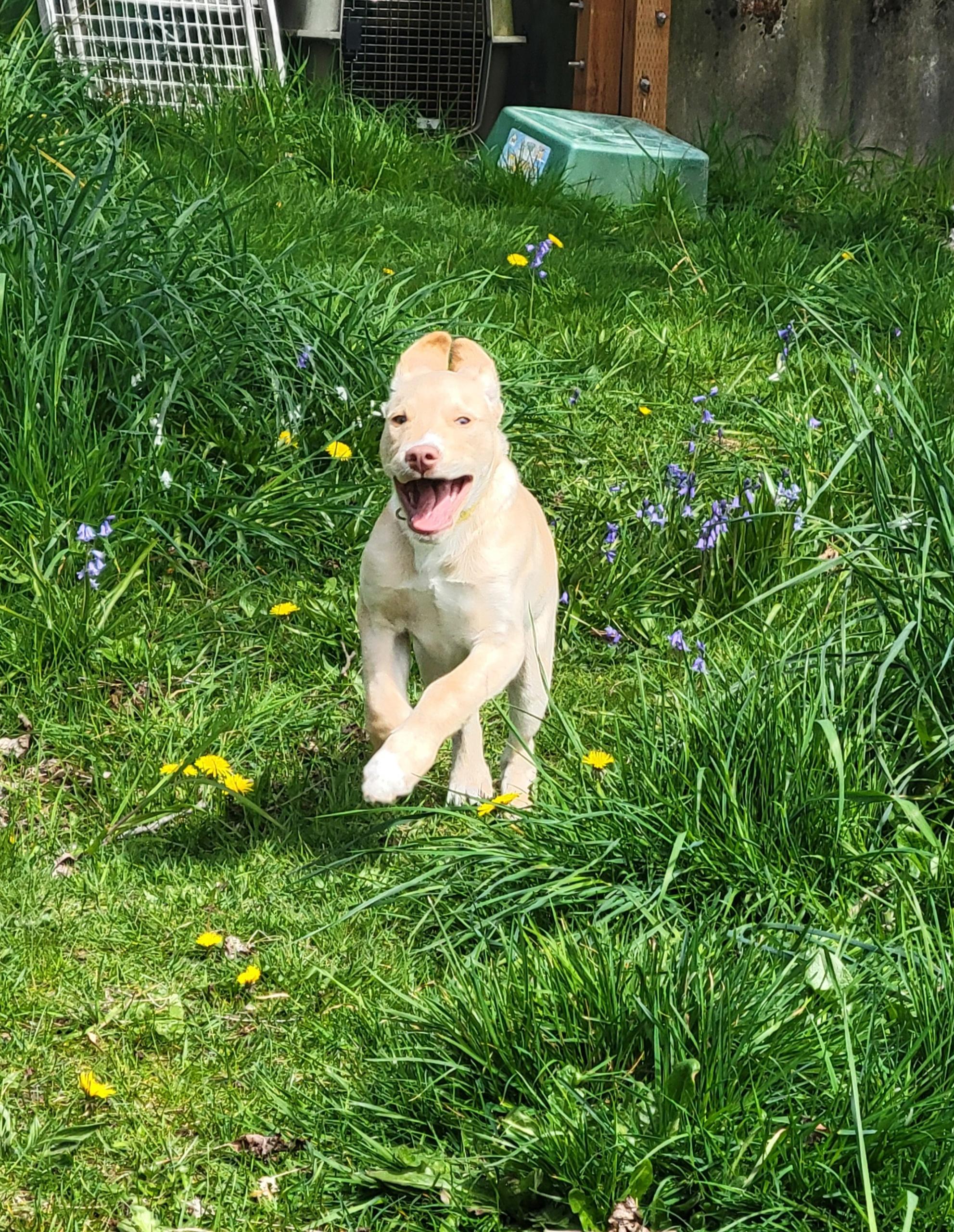 Enlarge Charlie, a Adoptable mixed breed in Port Angeles, WA image 3/6