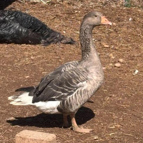 Tulip, Adoptable, Adult Female Goose.