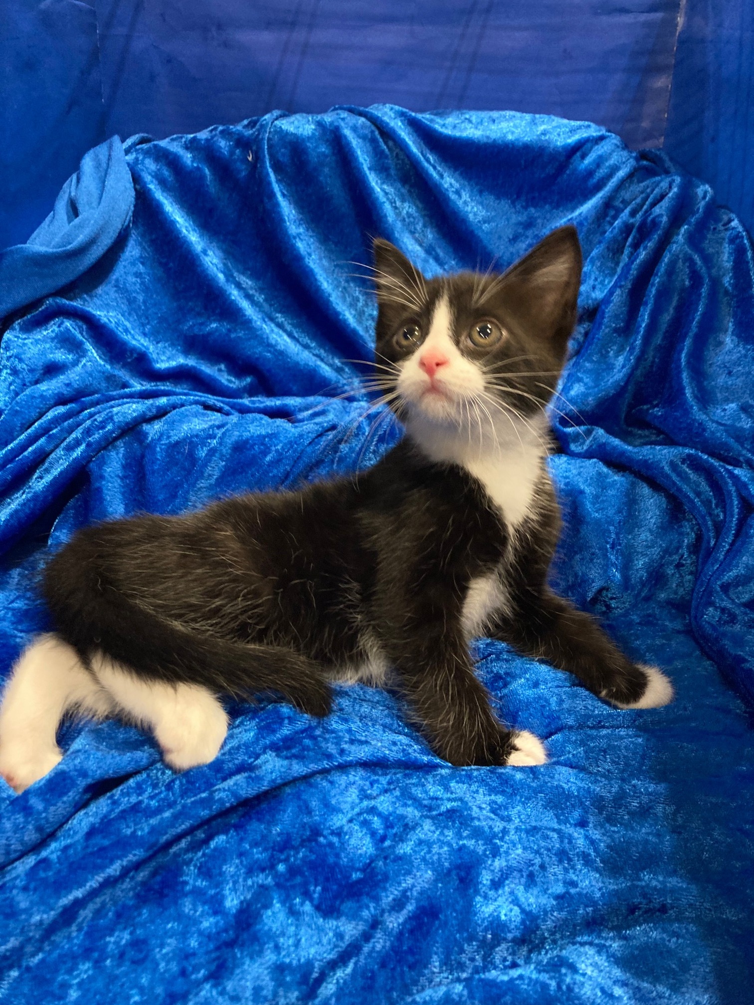 Tristan, a Adoptable mixed breed in Gainesville, FL image 1/2