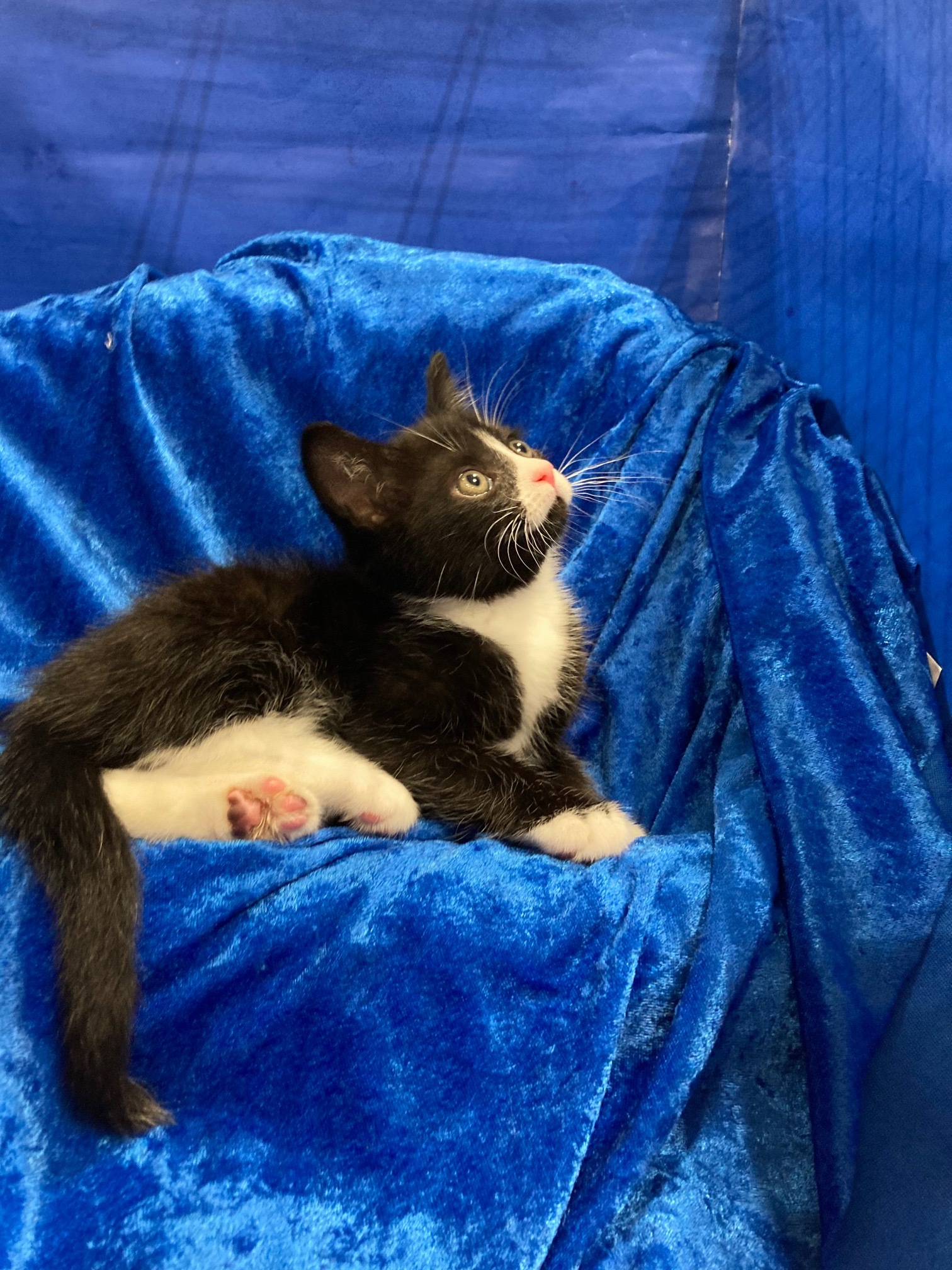 Tristan, a Adoptable mixed breed in Gainesville, FL image 2/2