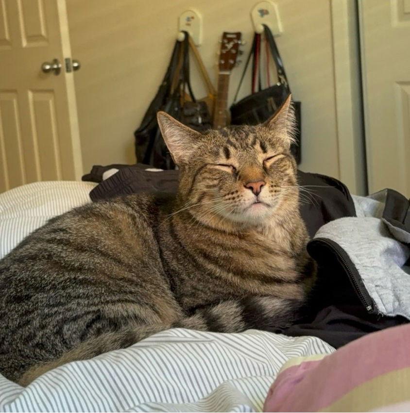 antonio, Adoptable, Adult Male Domestic Medium Hair.