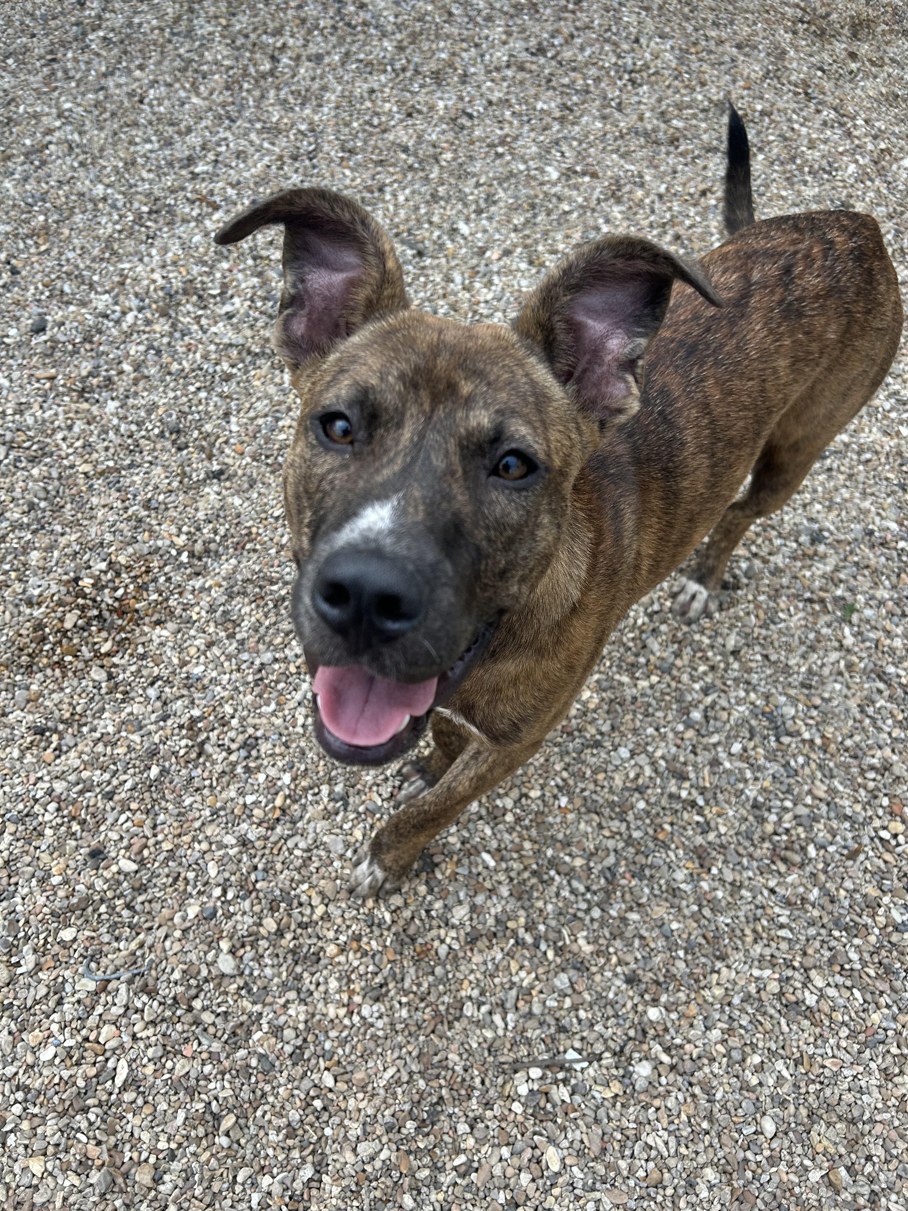 Chet, a Adoptable Mixed Breed in Rayne, LA image 1/3