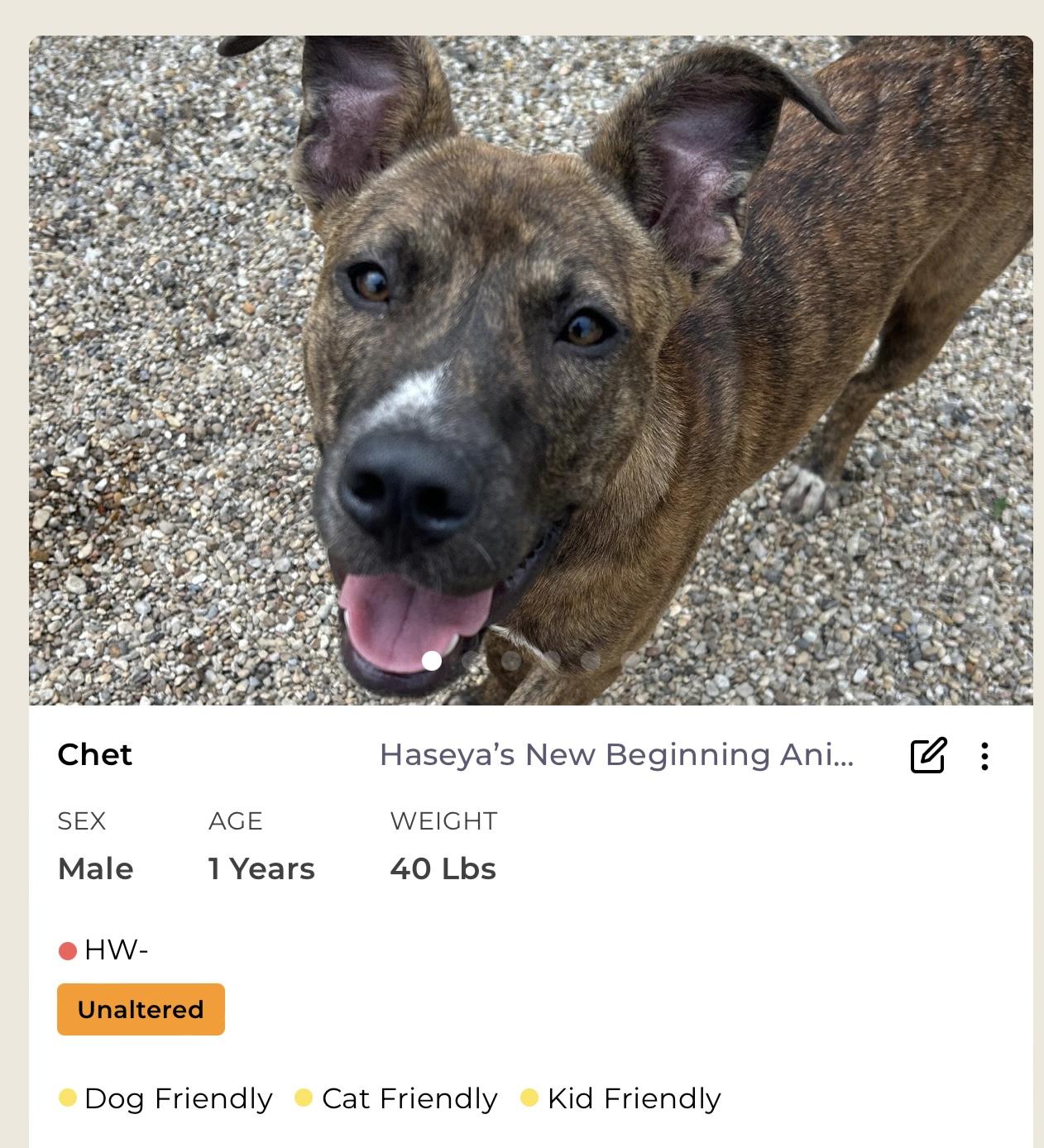 Chet, a Adoptable Mixed Breed in Rayne, LA image 2/3