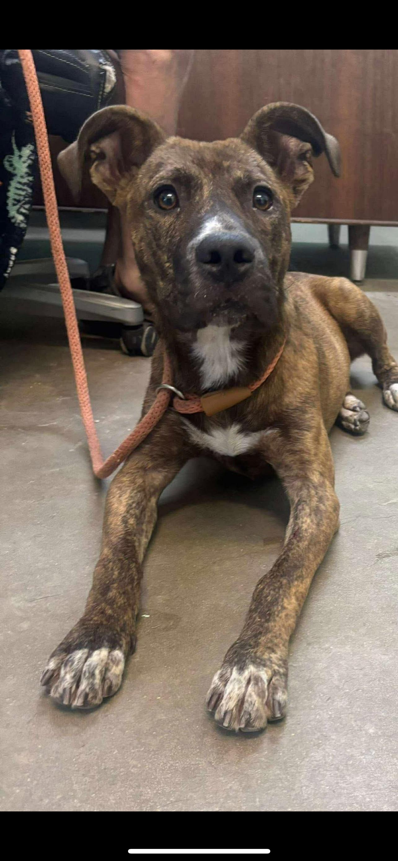 Chet, a Adoptable Mixed Breed in Rayne, LA image 3/3