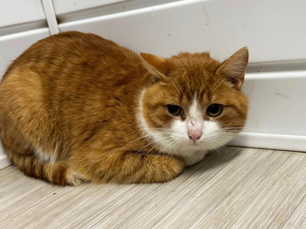 Dr. Doofenshmirtz, Adoptable, Young Male Domestic Short Hair.