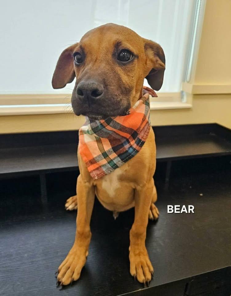 Enlarge Bear, a Adoptable Mixed Breed in Monticello, NY image 1/1