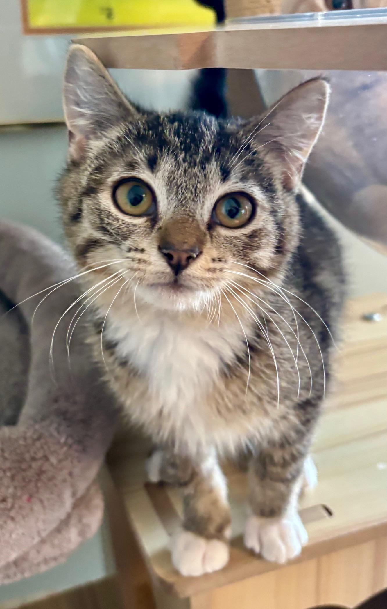 LITTLE WHITE SHOES, ADOPTABLE, Kitten Male Domestic Medium Hair.