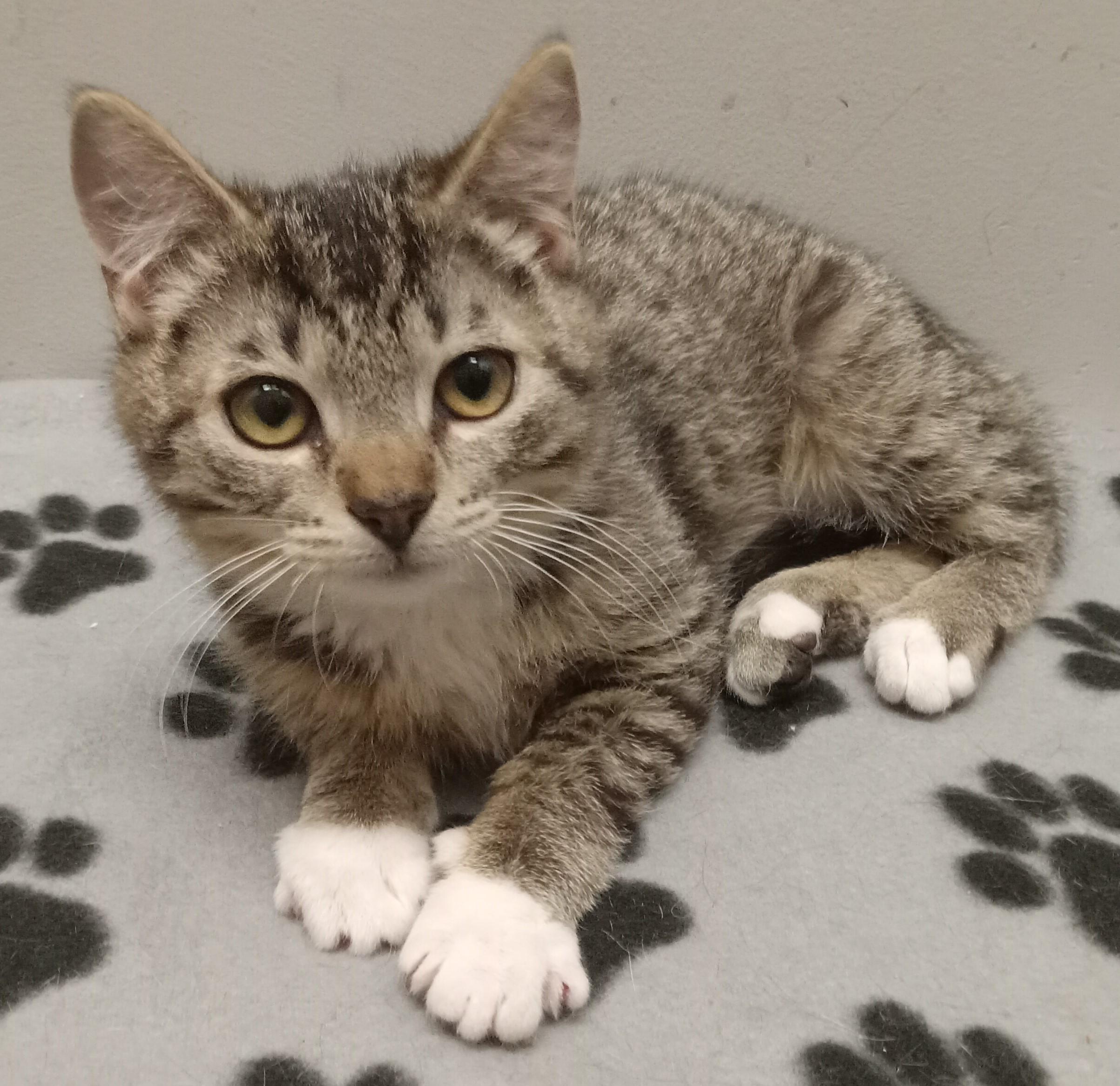 Enlarge LITTLE WHITE SHOES, a ADOPTABLE Domestic Medium Hair in Highland Park, NJ image 1/6