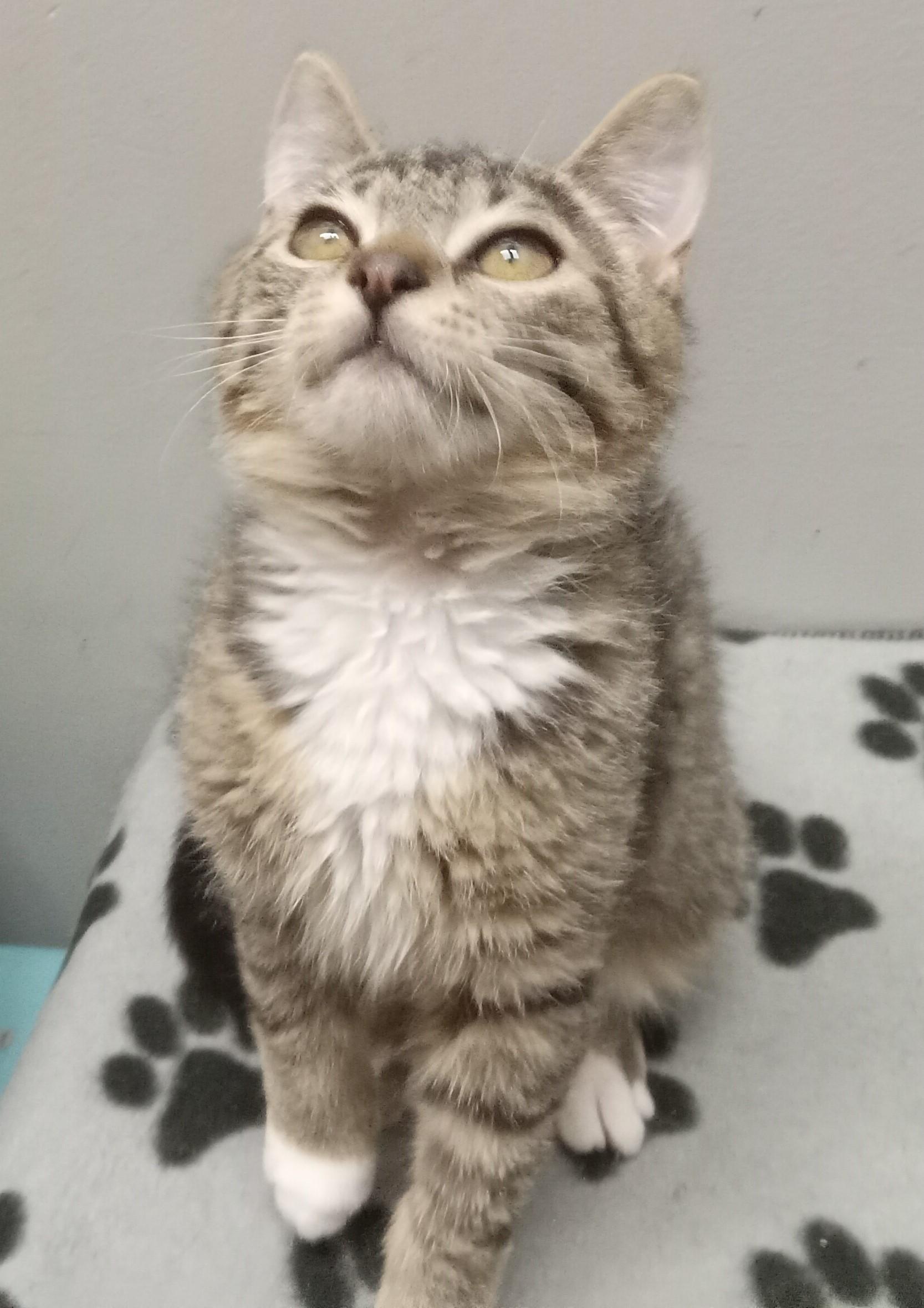 Little White Shoes thumbnail 2