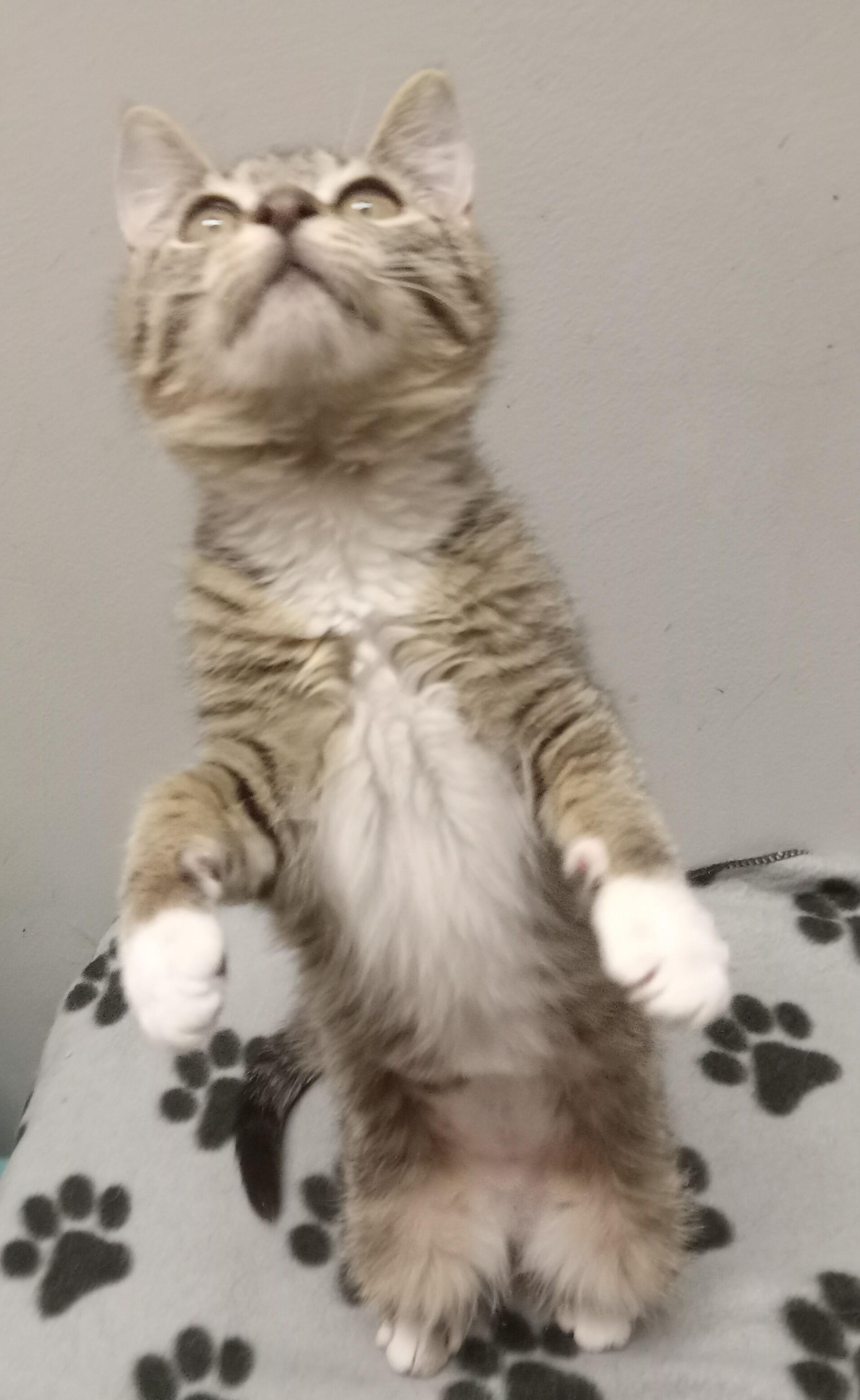 Enlarge LITTLE WHITE SHOES, a ADOPTABLE Domestic Medium Hair in Highland Park, NJ image 2/6