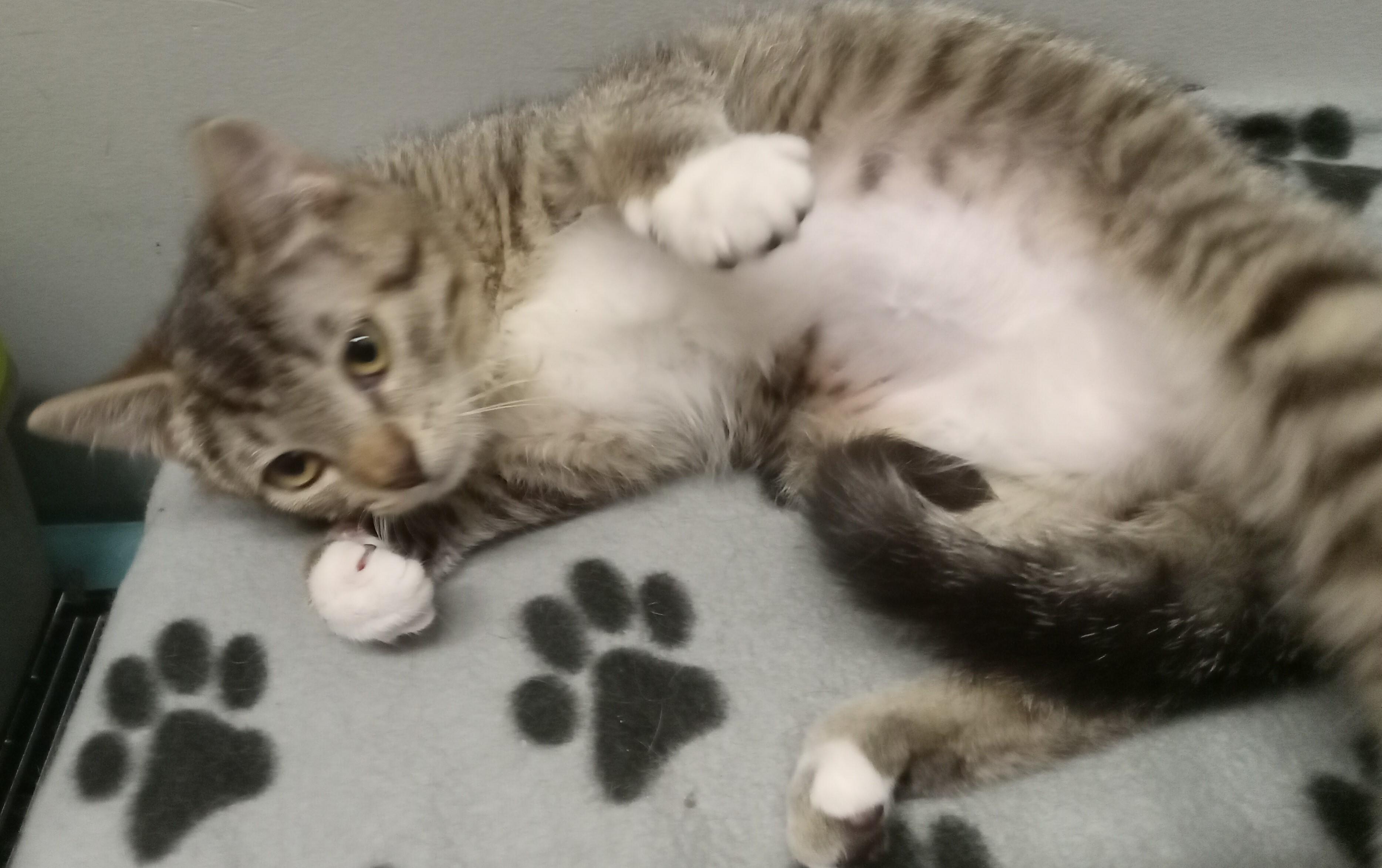 Enlarge LITTLE WHITE SHOES, a ADOPTABLE Domestic Medium Hair in Highland Park, NJ image 3/6