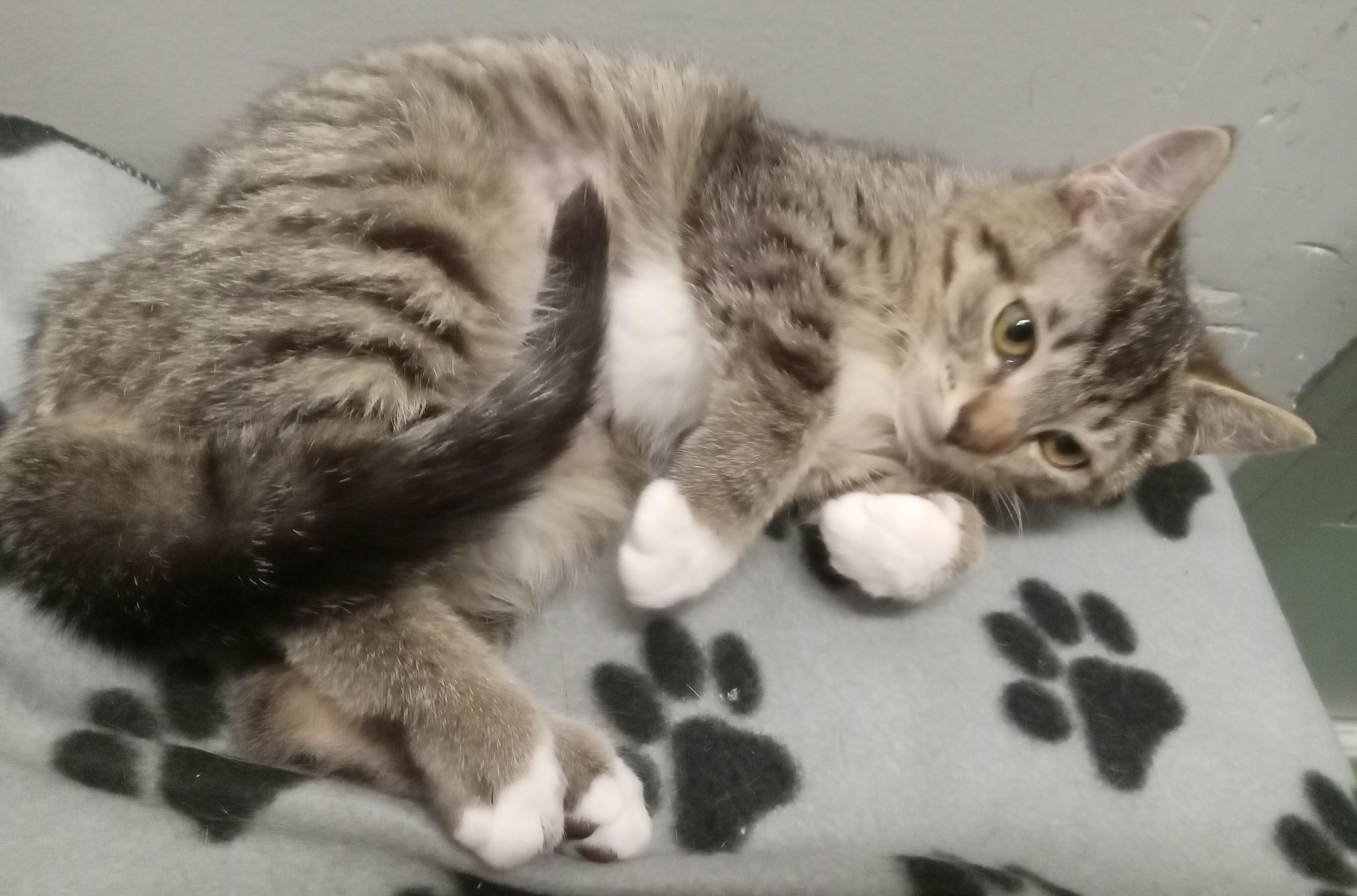 Enlarge LITTLE WHITE SHOES, a ADOPTABLE Domestic Medium Hair in Highland Park, NJ image 6/6