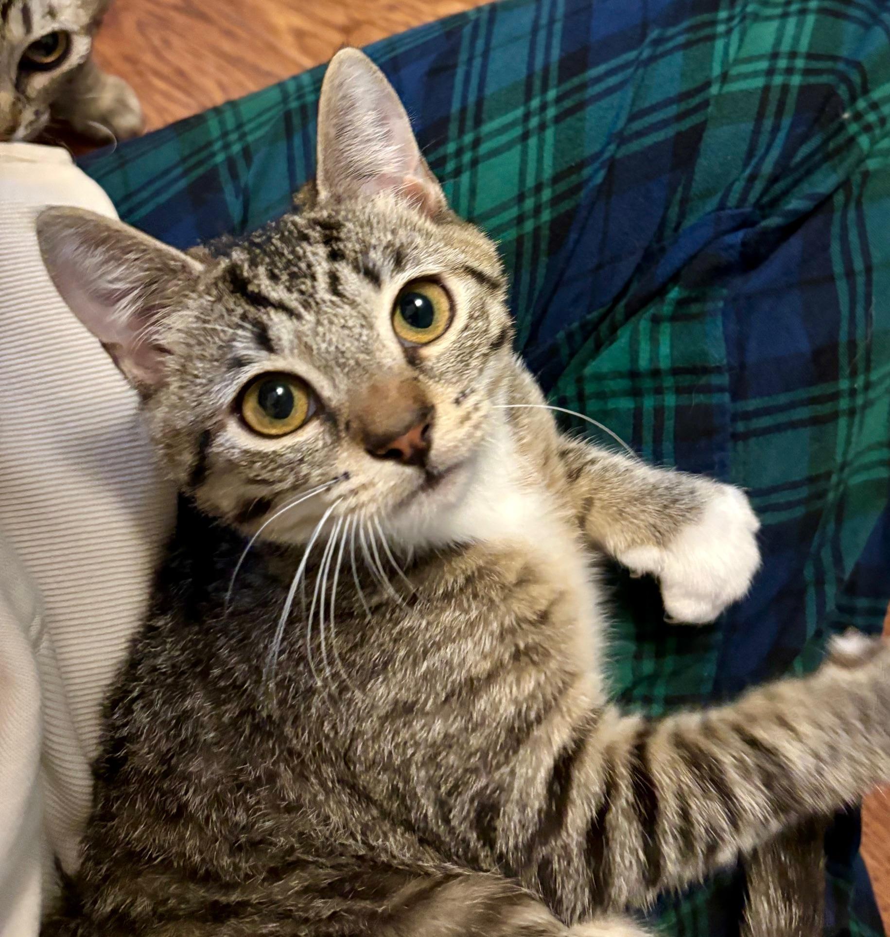 LITTLE WHITE SHOES, a ADOPTABLE Domestic Medium Hair in Highland Park, NJ image 6/6