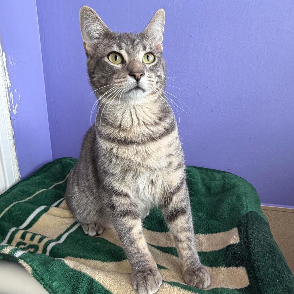 TNT, Adoptable, Young Male Domestic Short Hair.