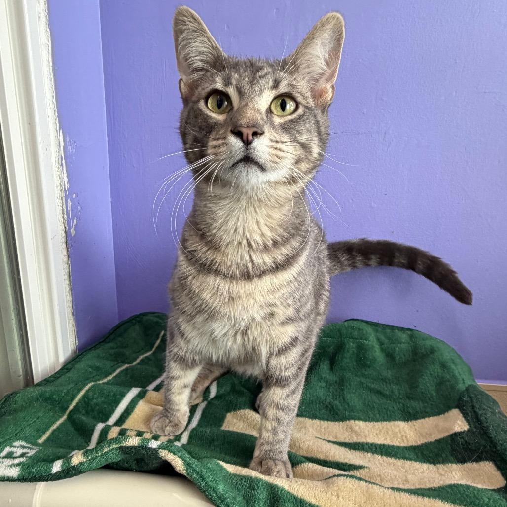 Enlarge TNT, a Adoptable Domestic Short Hair in Mankato, MN image 2/3