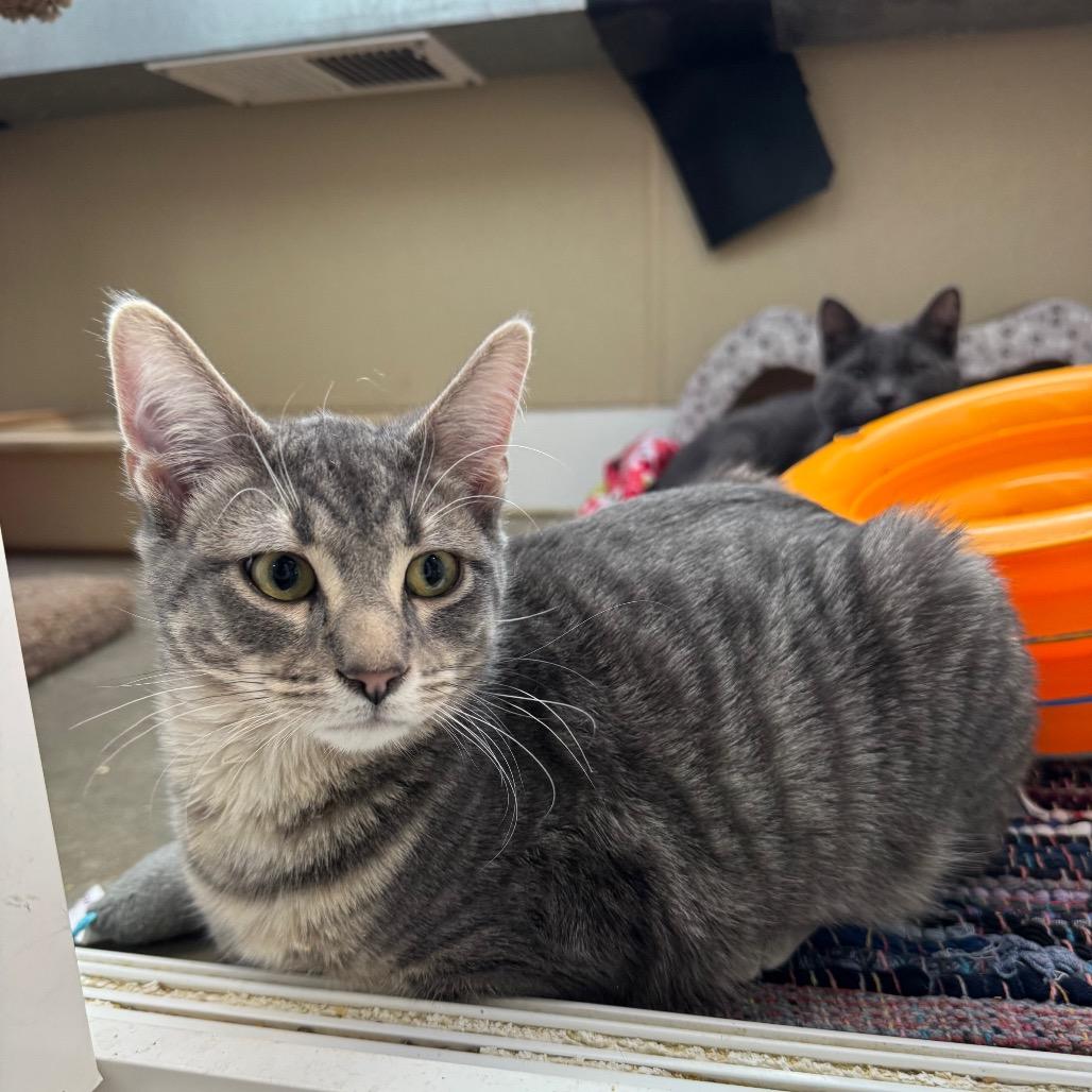 Enlarge TNT, a Adoptable Domestic Short Hair in Mankato, MN image 3/3