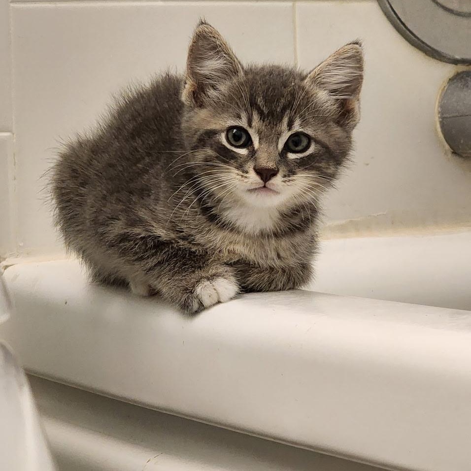 Baguette, a ADOPTABLE Domestic Medium Hair in Saint Pete Beach, FL image 1/2