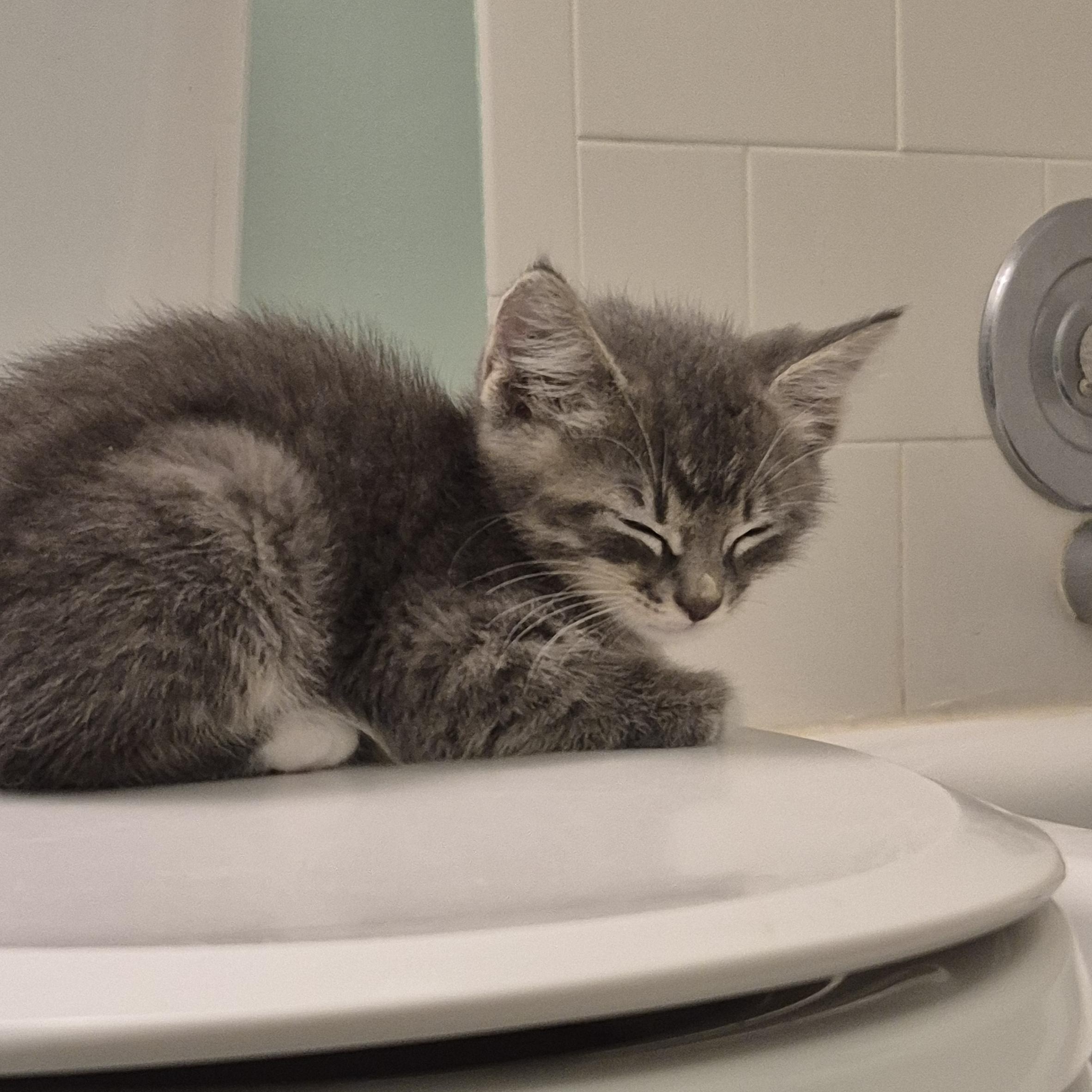 Baguette, a ADOPTABLE Domestic Medium Hair in Saint Pete Beach, FL image 2/2
