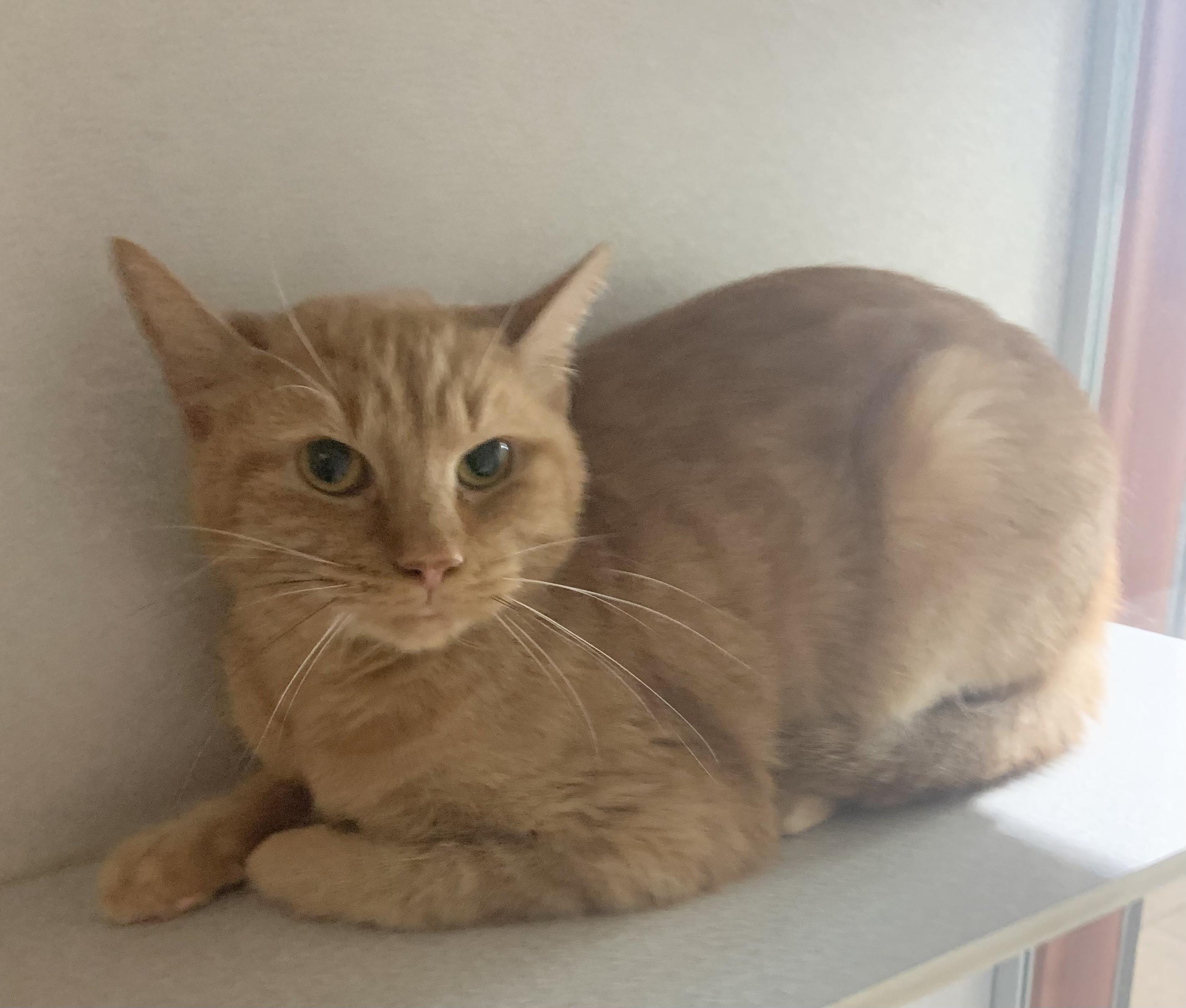 Pumpkin, Adoptable, Adult Female Domestic Short Hair.