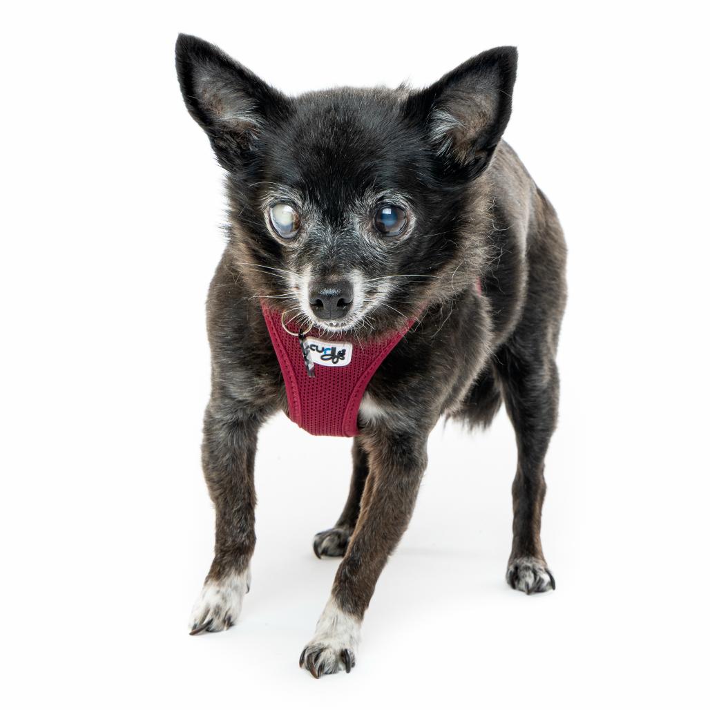Sharpie 12087, Adoptable, Senior Male Chihuahua.