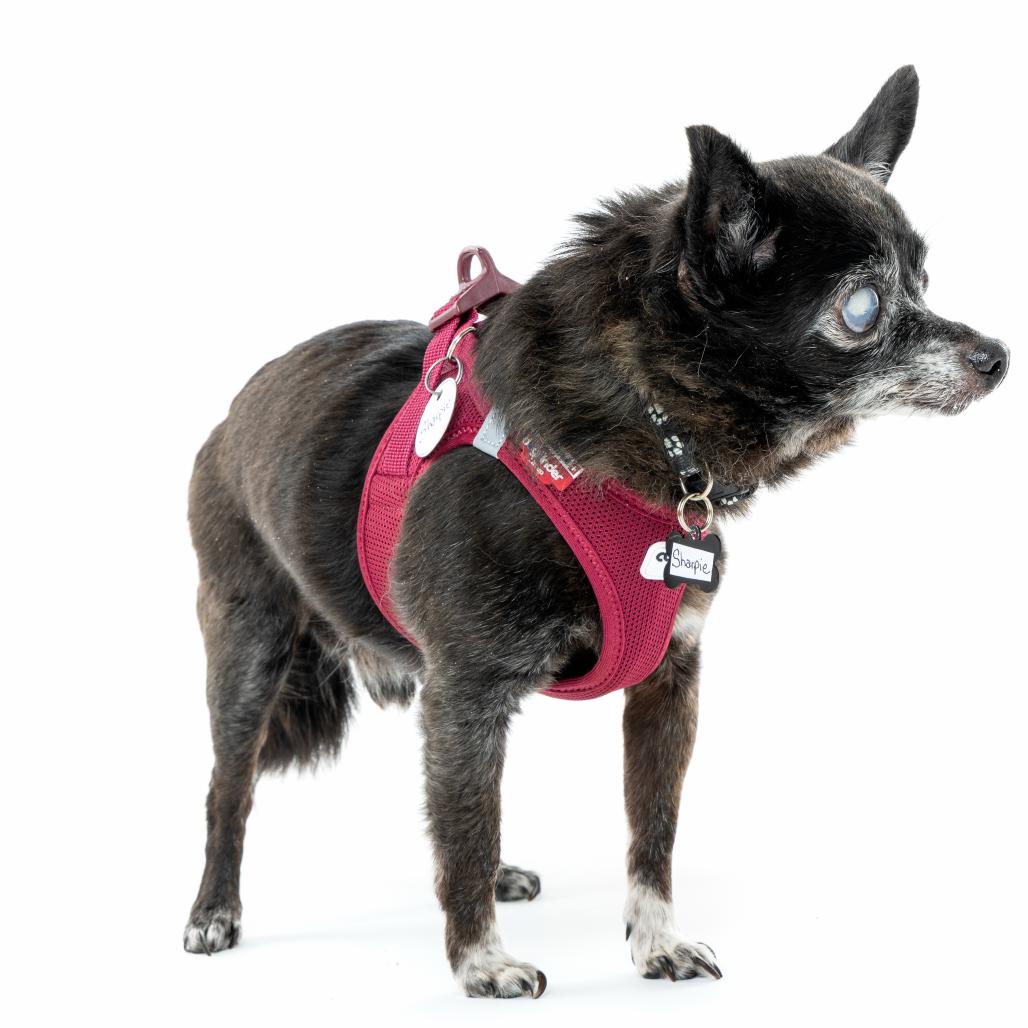 Enlarge Sharpie 12087, a Adoptable Chihuahua in San Francisco, CA image 2/6