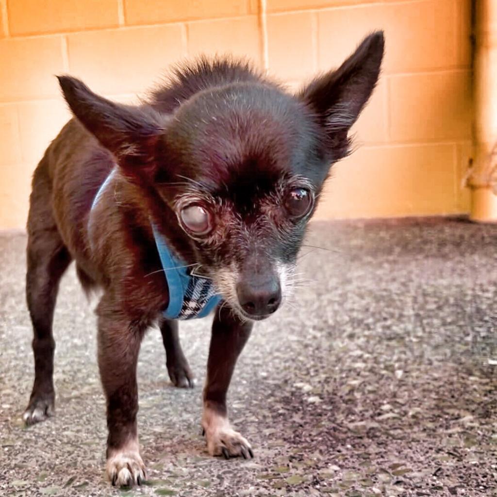 Enlarge Sharpie 12087, a Adoptable Chihuahua in San Francisco, CA image 4/6