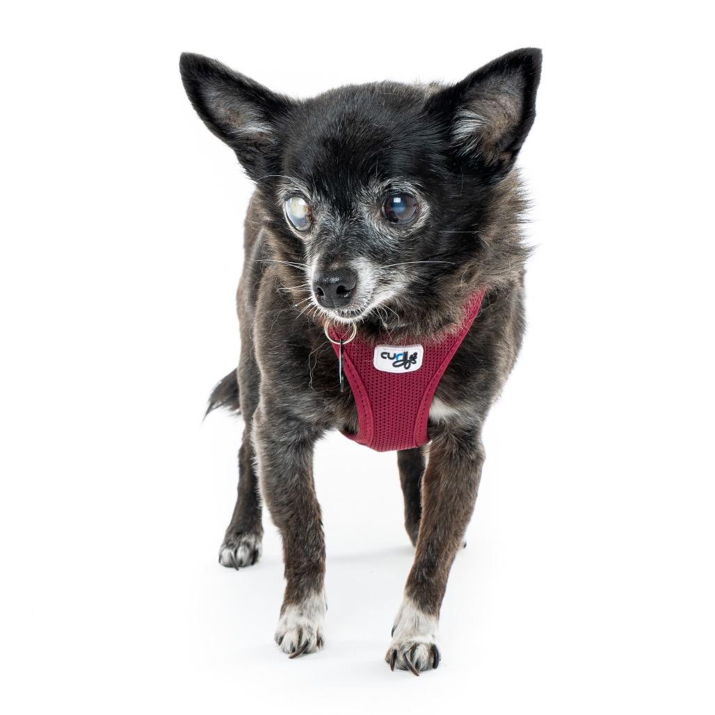 Enlarge Sharpie 12087, a Adoptable Chihuahua in San Francisco, CA image 5/6