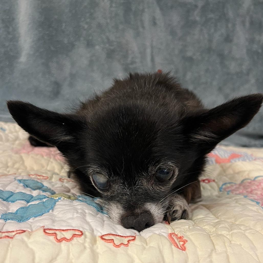 Enlarge Sharpie 12087, a Adoptable Chihuahua in San Francisco, CA image 6/6