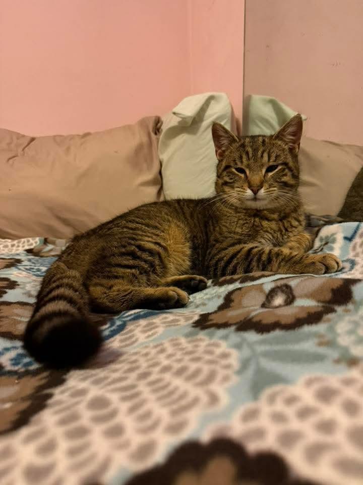 Handsome Joe, ADOPTABLE, Young Male Tabby.