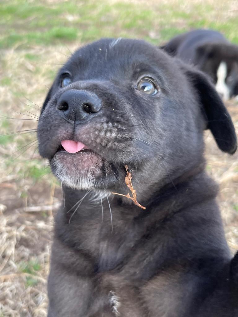 Octavia — thumbnail 2