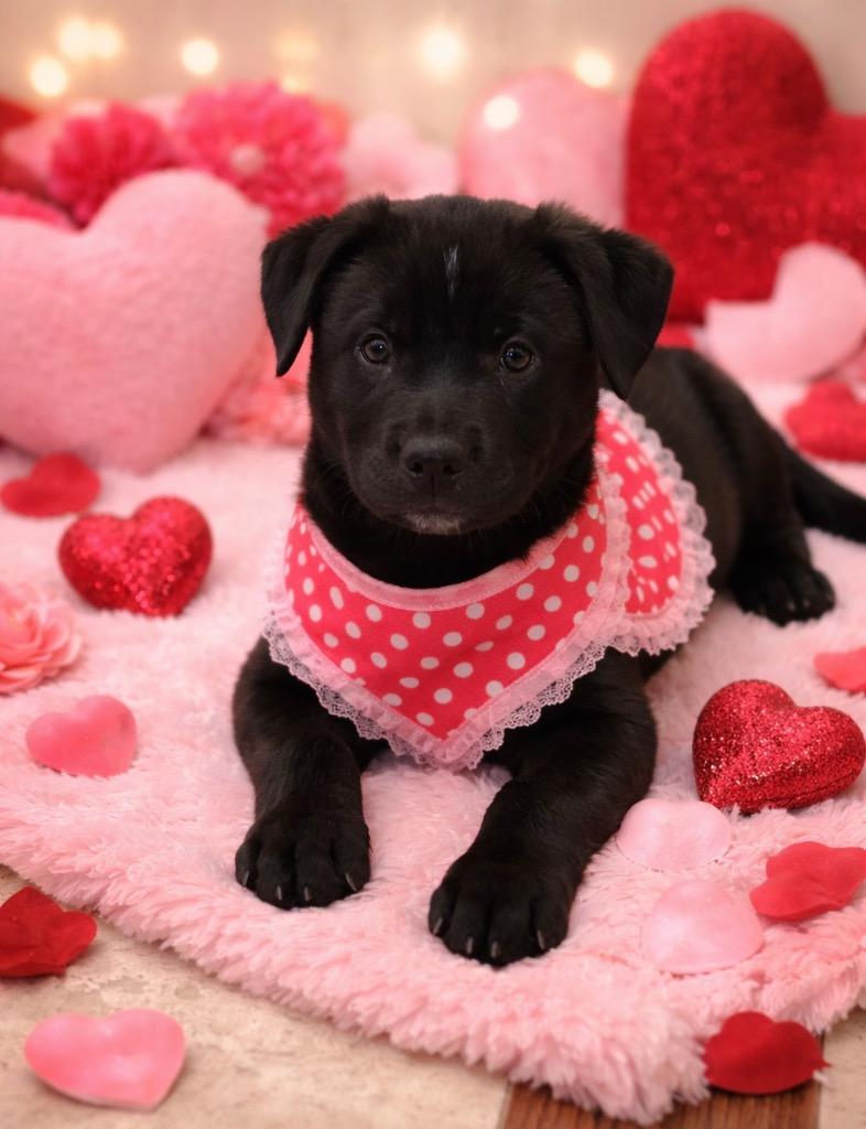 Octavia — thumbnail 3