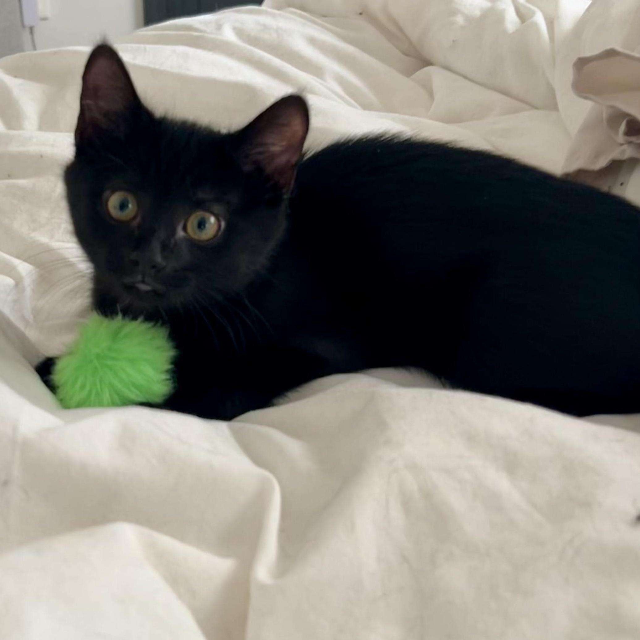 Jack Tripper, adopted, Kitten Male Domestic Short Hair.