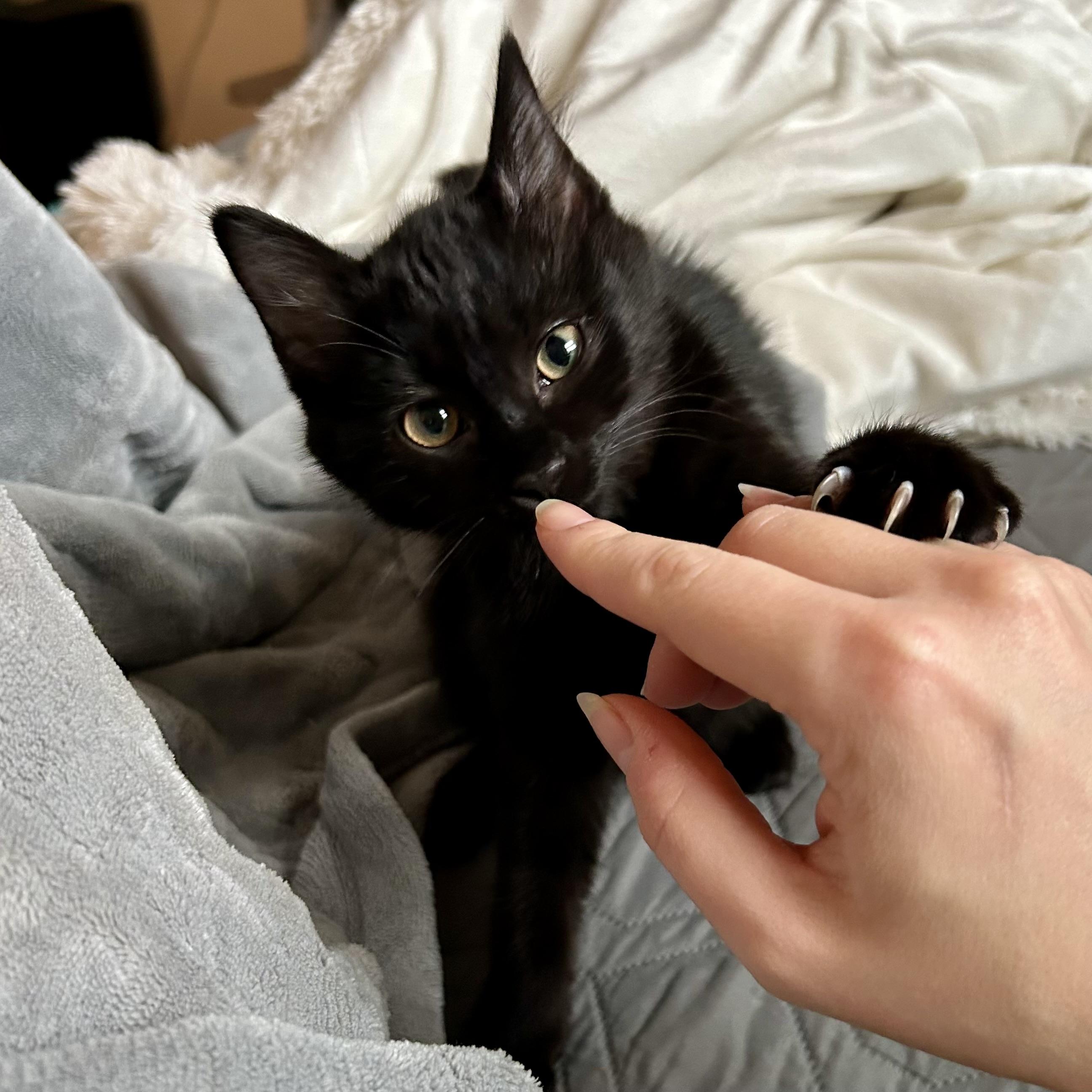 Enlarge Jack Tripper, an adopted Domestic Short Hair in Alexandria, VA image 4/6