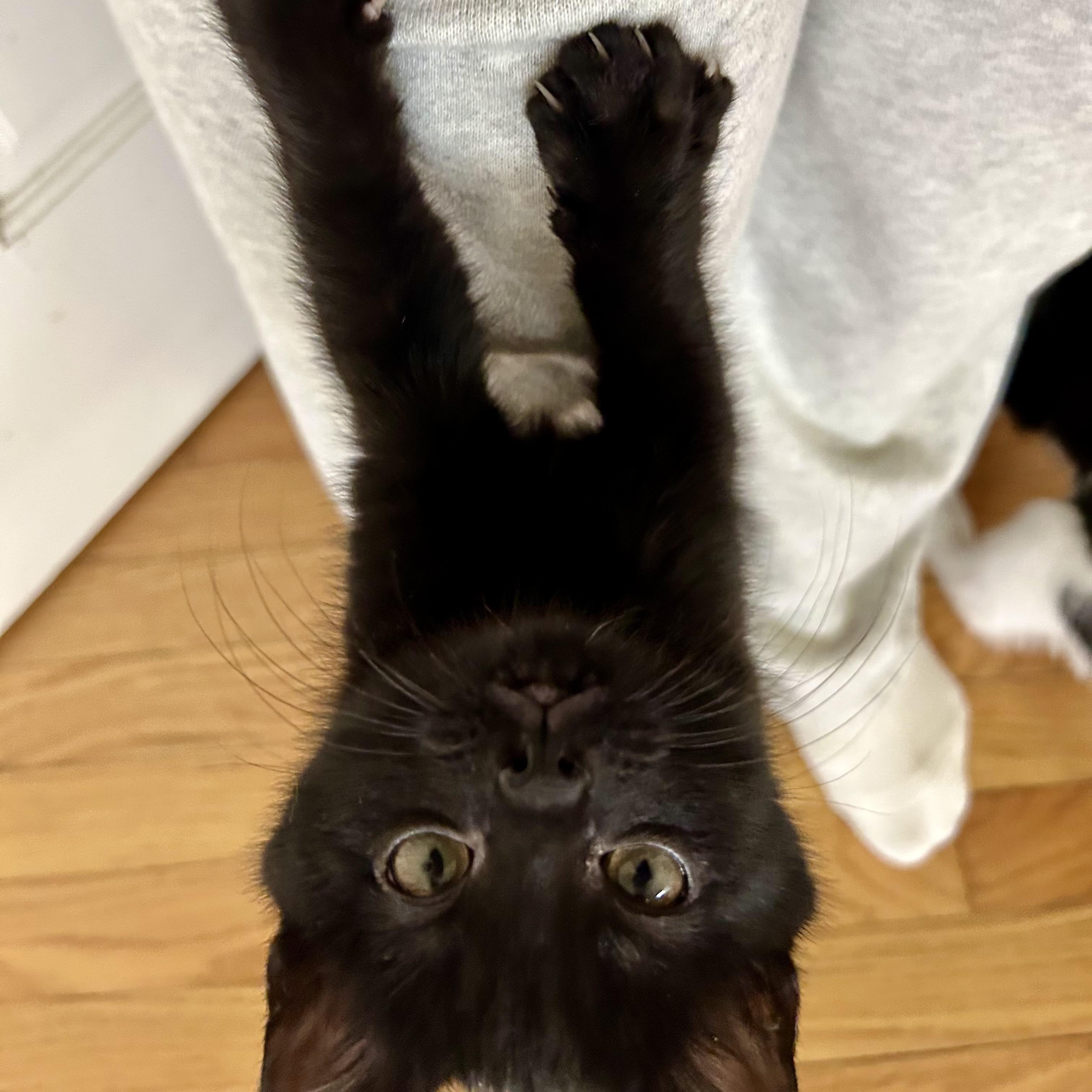 Enlarge Jack Tripper, an adopted Domestic Short Hair in Alexandria, VA image 5/6