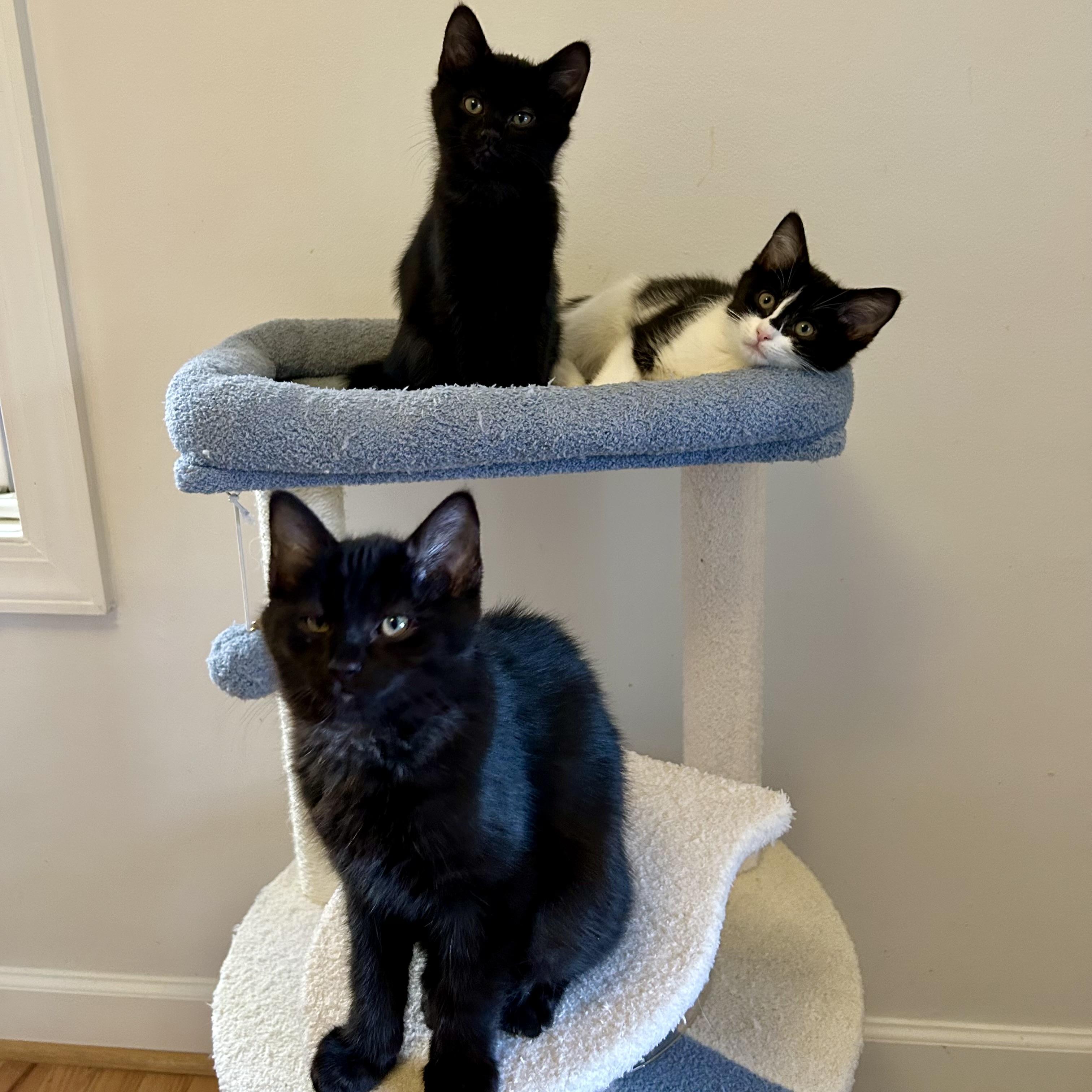 Enlarge Jack Tripper, an adopted Domestic Short Hair in Alexandria, VA image 3/6