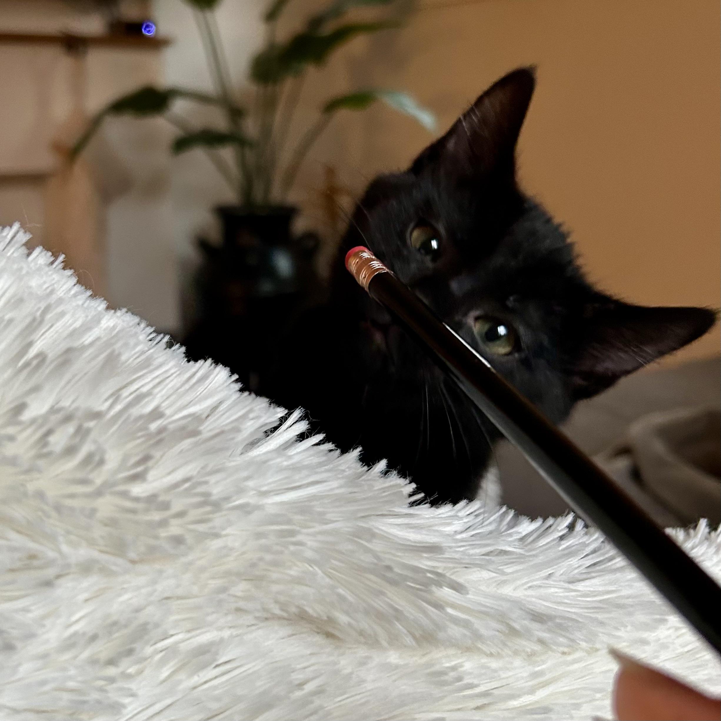 Enlarge Jack Tripper, an adopted Domestic Short Hair in Alexandria, VA image 6/6