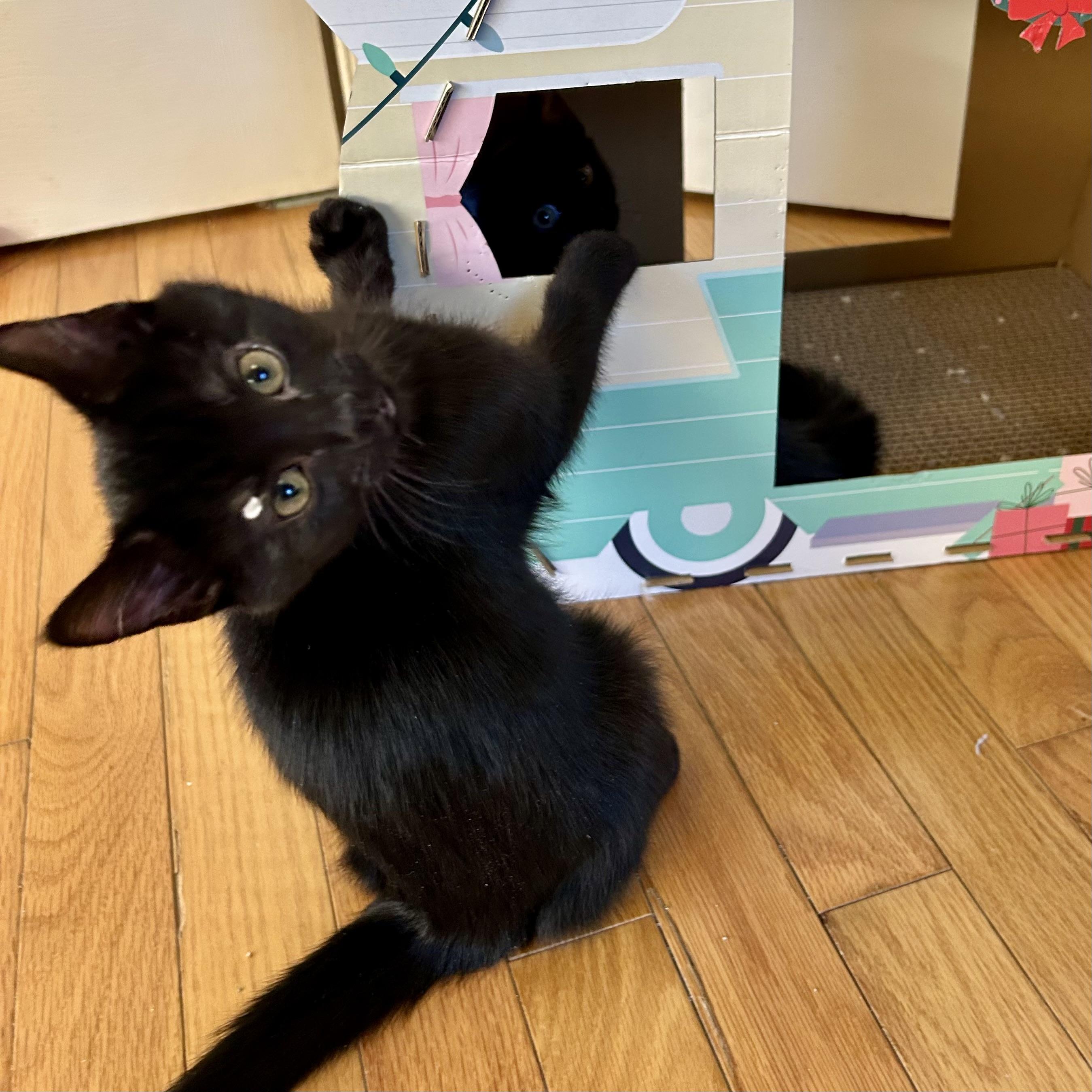 Enlarge Jack Tripper, an adopted Domestic Short Hair in Alexandria, VA image 2/6