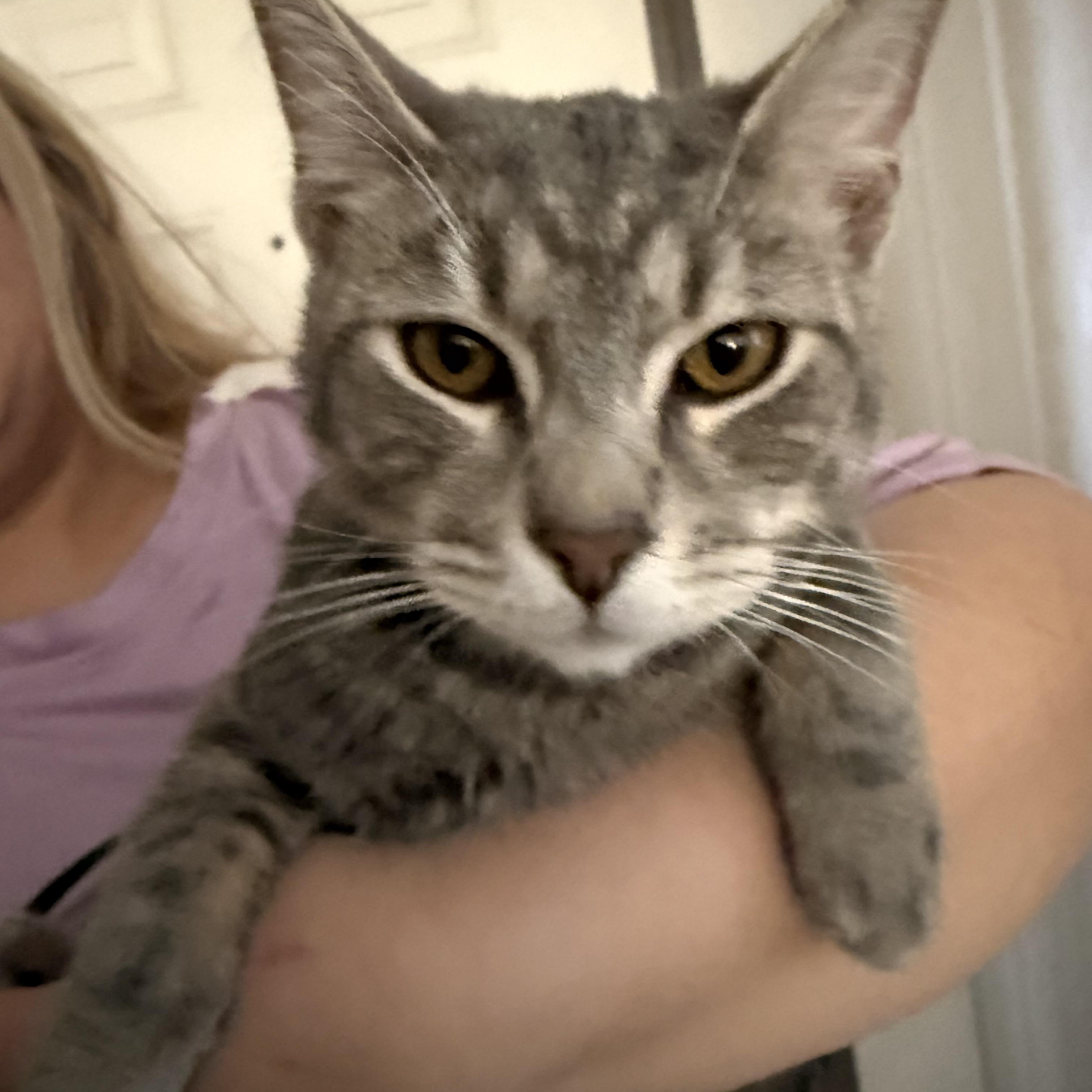 Not Unrelated, ADOPTABLE, Kitten Male Tabby.