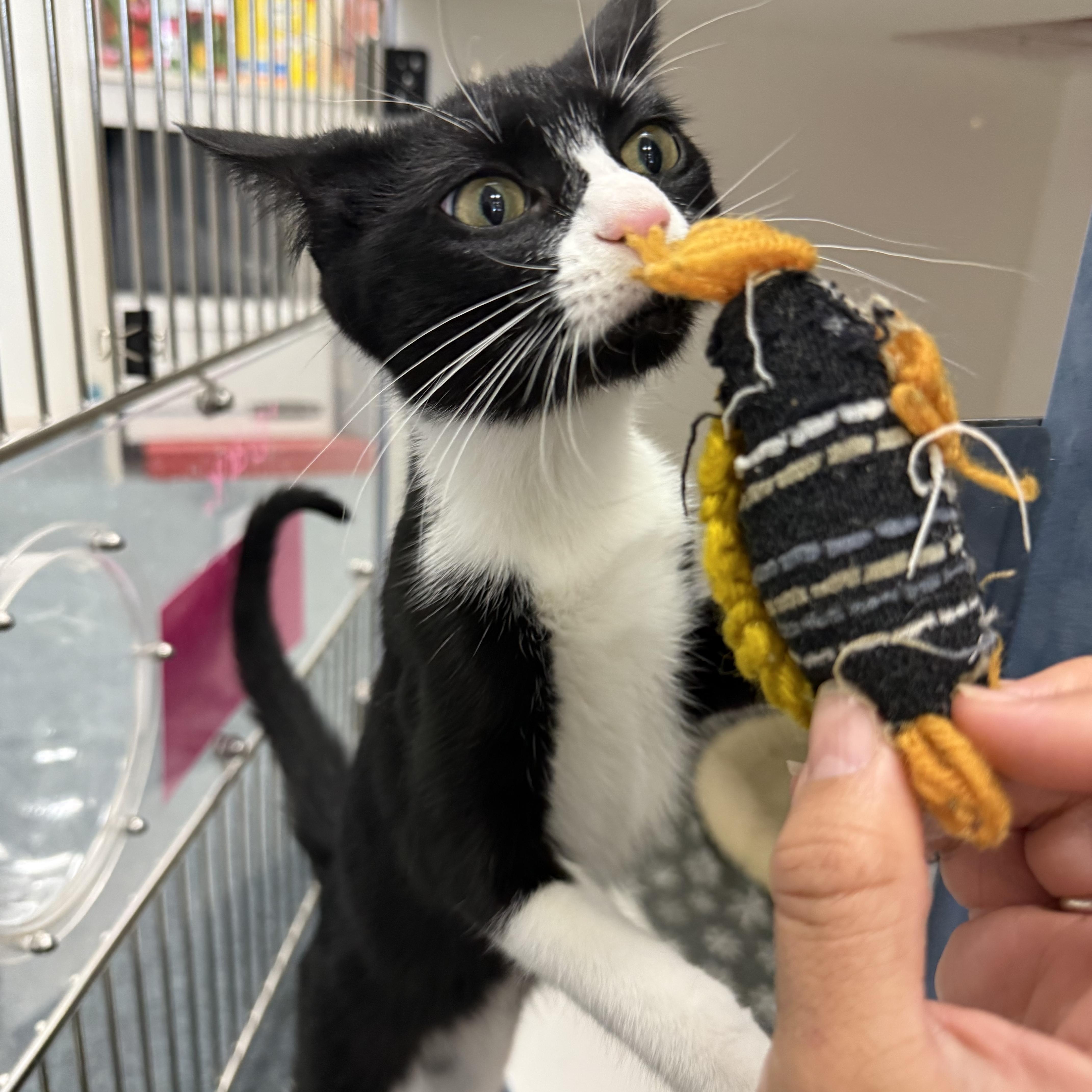 Lyra, an adopted Tuxedo in Newport Beach, CA image 3/5