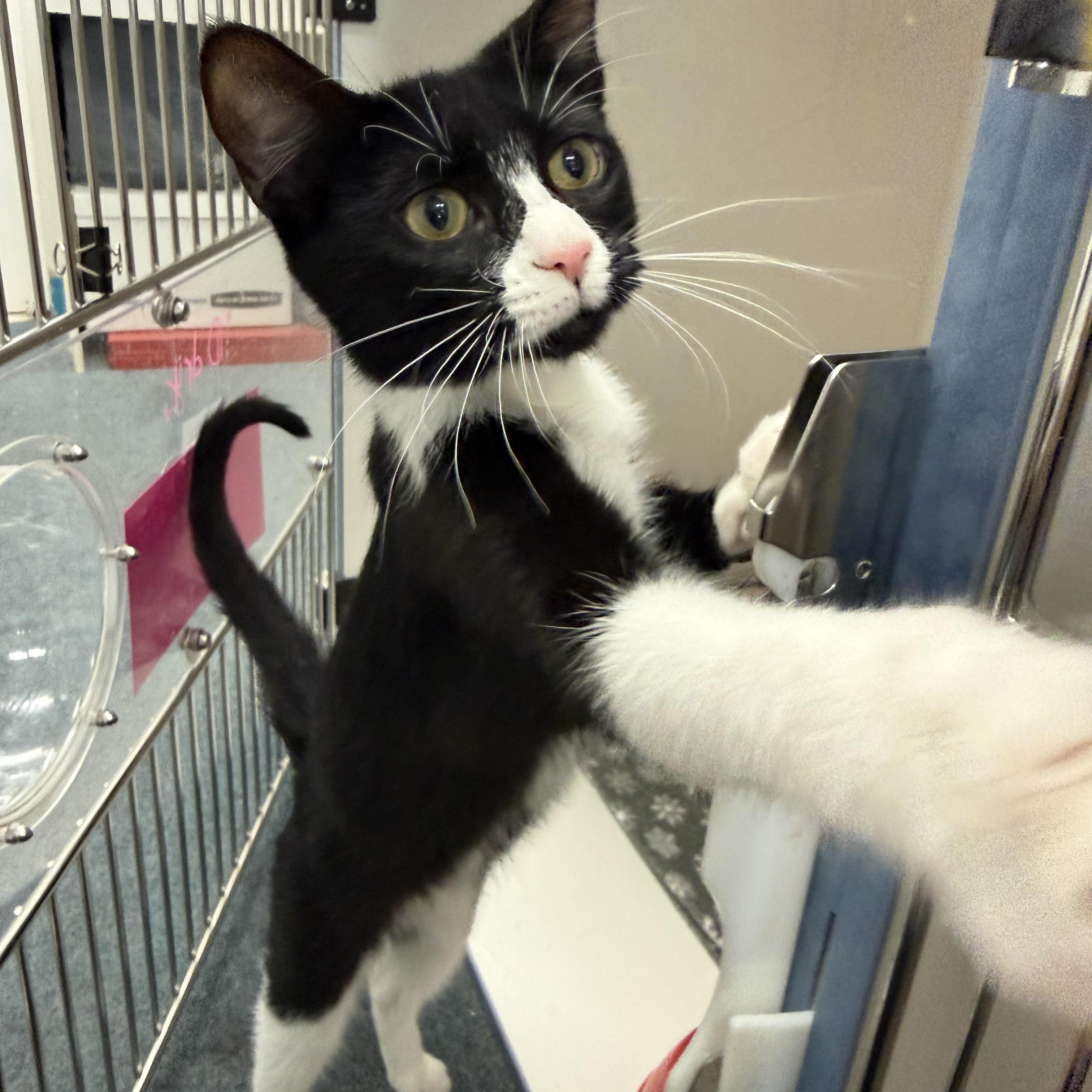 Lyra, an adopted Tuxedo in Newport Beach, CA image 2/5