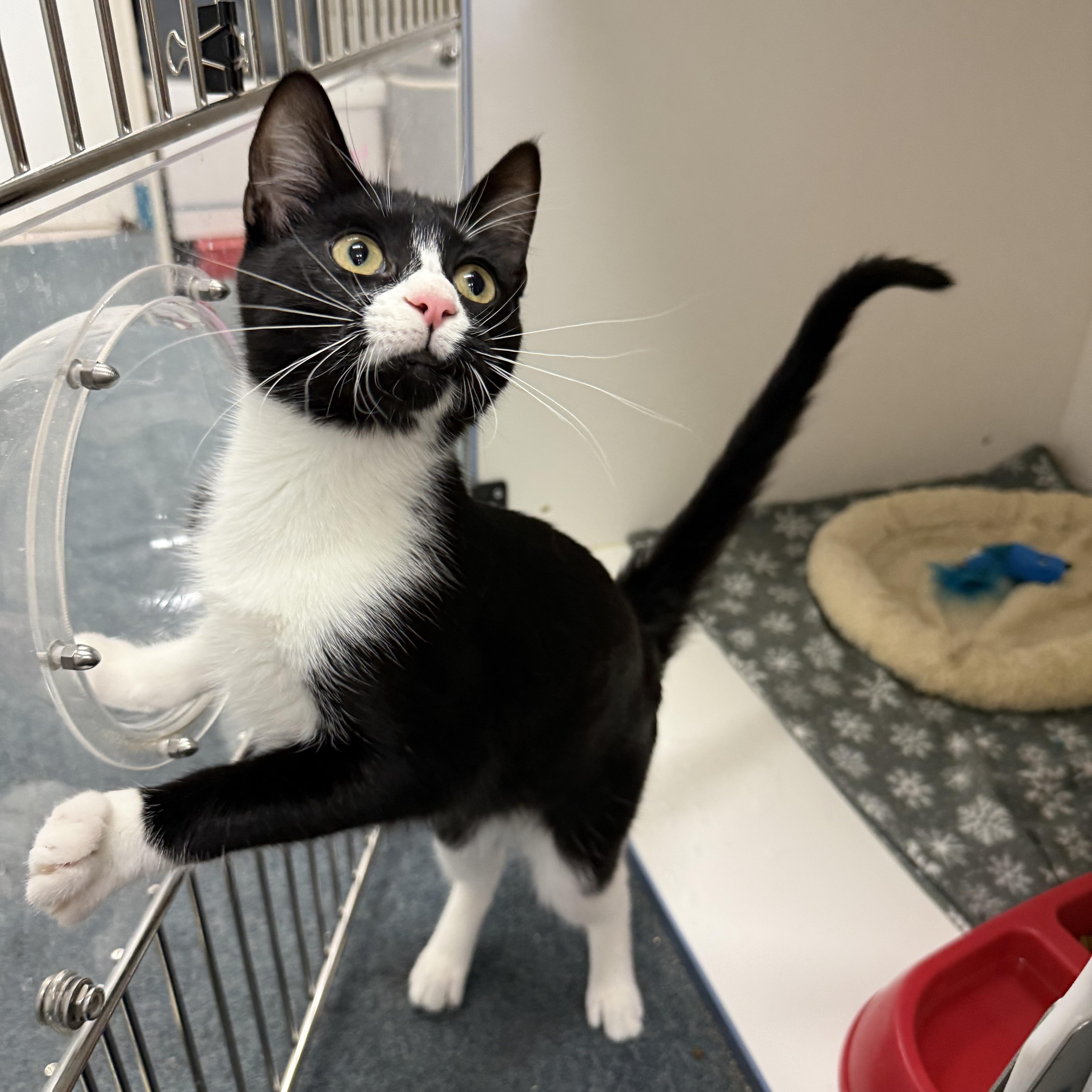 Lyra, an adopted Tuxedo in Newport Beach, CA image 1/5