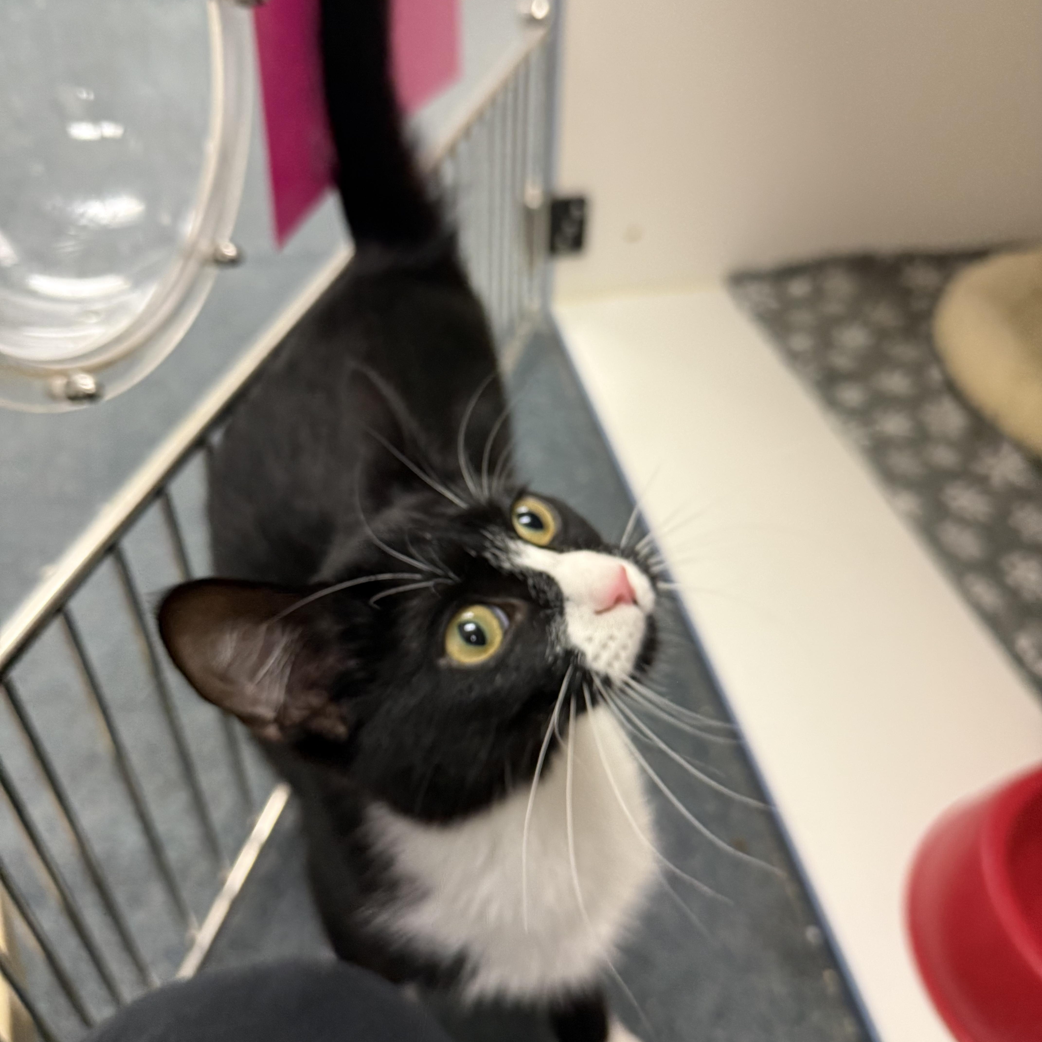 Lyra, an adopted Tuxedo in Newport Beach, CA image 5/5