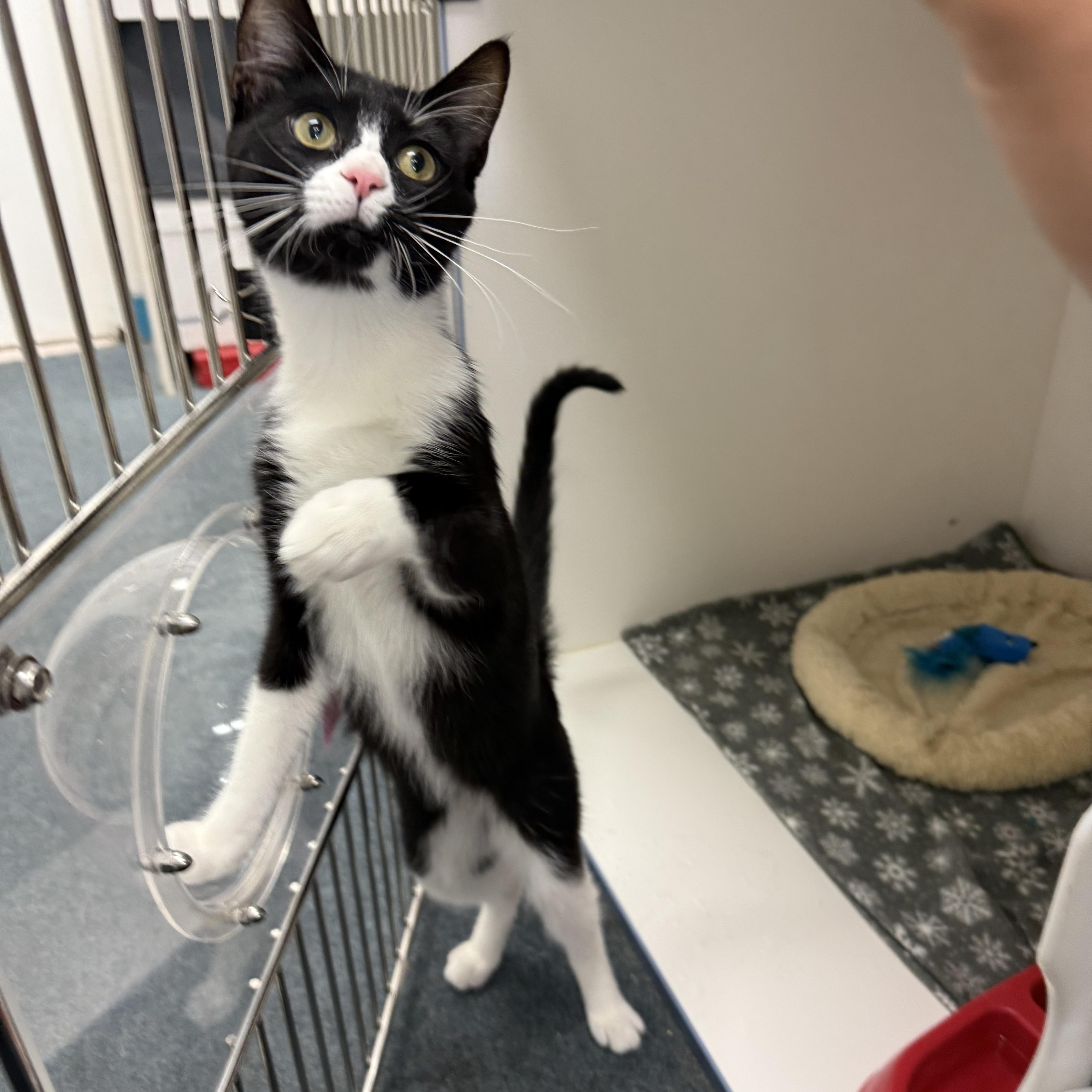 Lyra, an adopted Tuxedo in Newport Beach, CA image 4/5