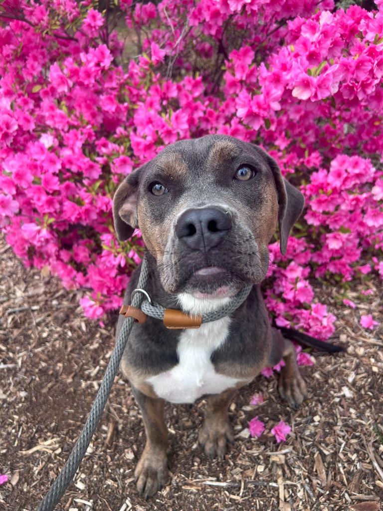 Ruby, Adoptable, Young Female Staffordshire Bull Terrier & Mixed Breed.