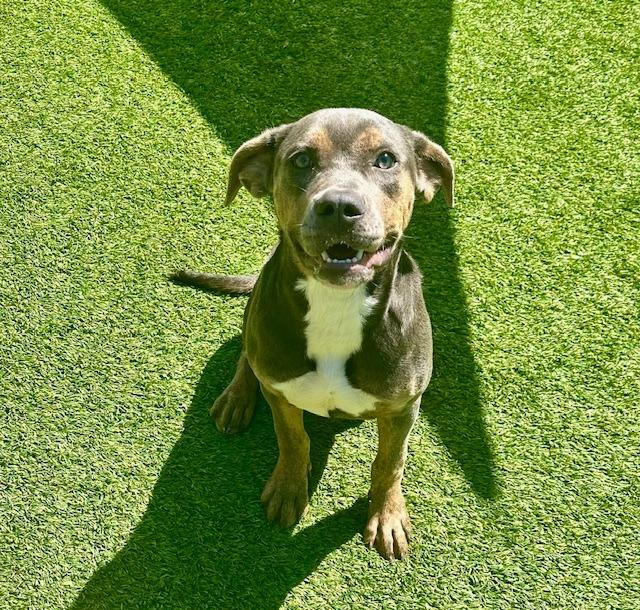 Ruby, a Adoptable mixed breed in Madison, GA image 1/6