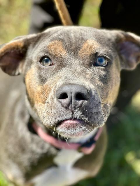 Ruby, Adoptable, Young Female Staffordshire Bull Terrier & Mixed Breed.