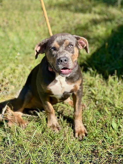 Enlarge Ruby, a Adoptable mixed breed in Madison, GA image 2/6