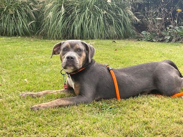 Ruby, a Adoptable mixed breed in Madison, GA image 2/6