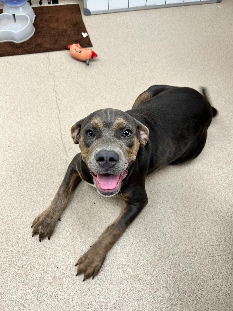 Enlarge Ruby, a Adoptable mixed breed in Madison, GA image 3/6